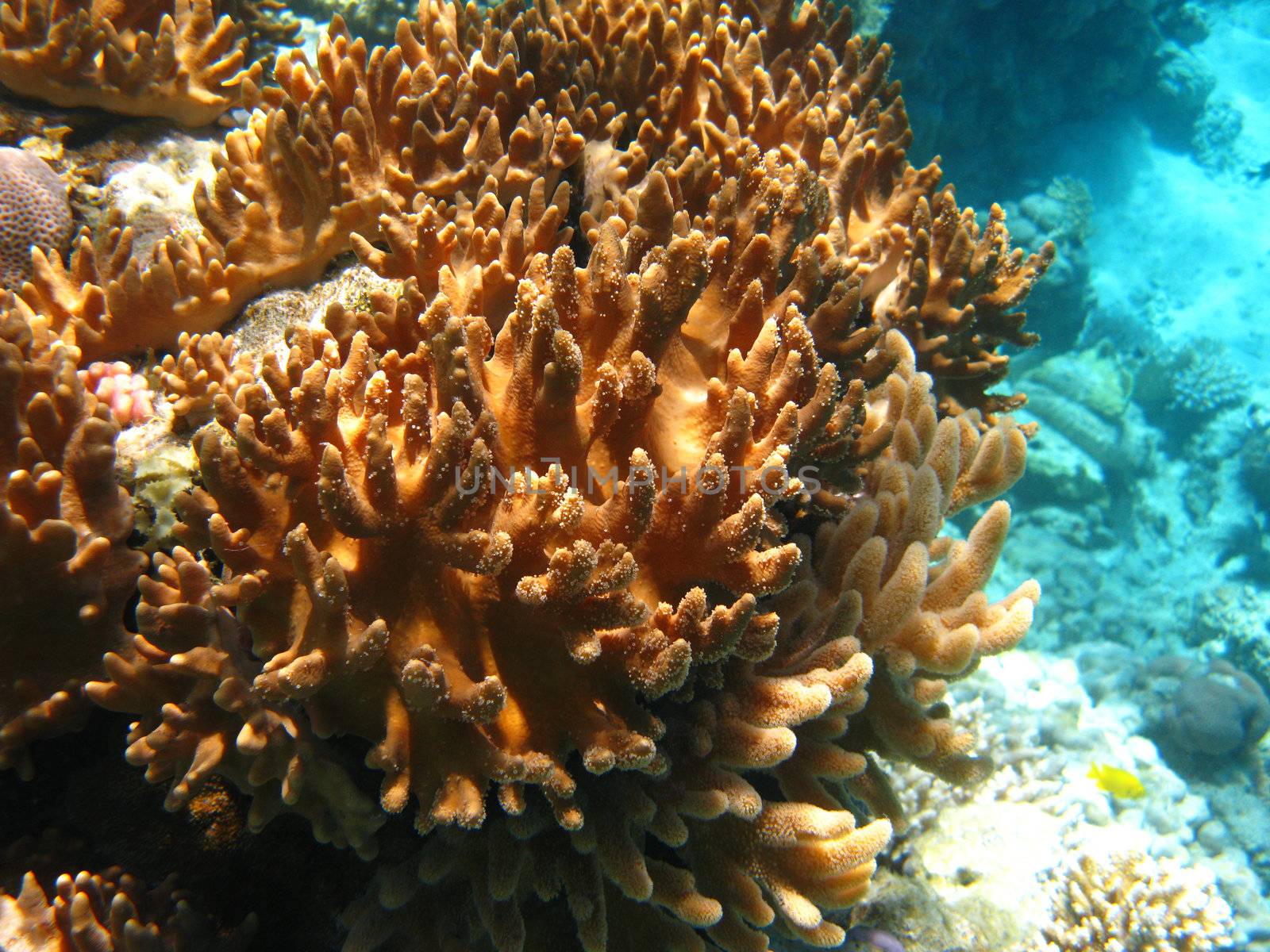 Soft corals in Red sea by vintrom