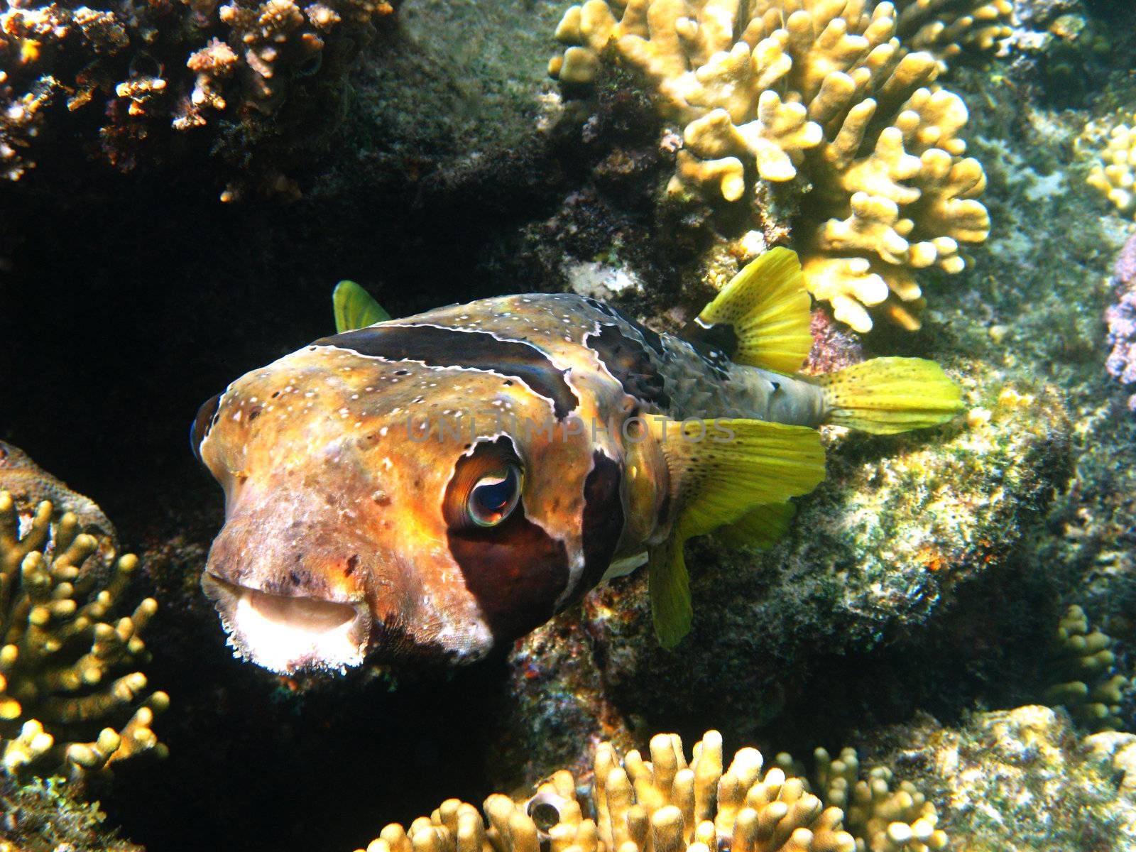 Black-blotched porcupinefish and coral reef in Red sea