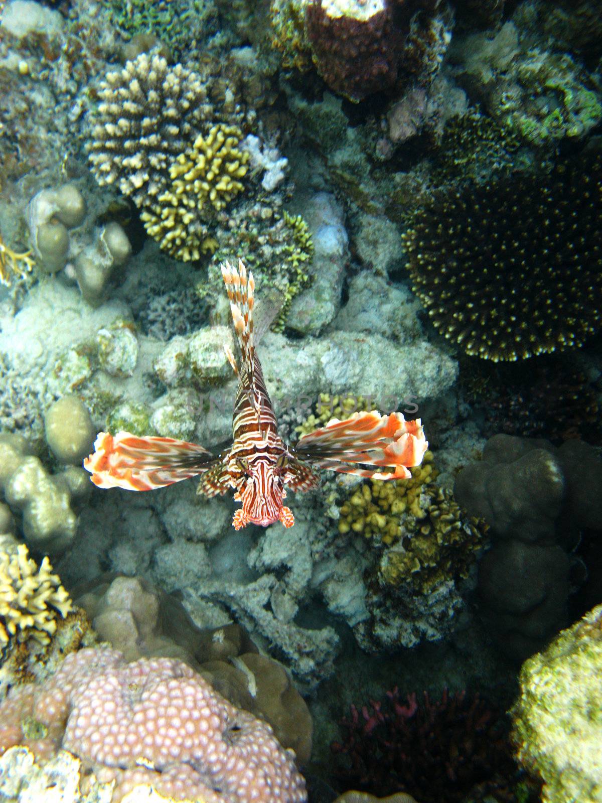 Red lionfish and coral reef in Red sea