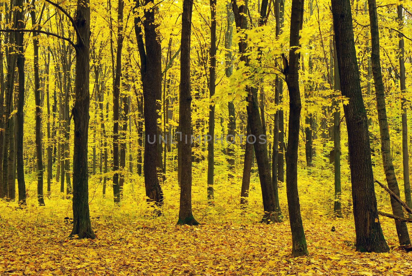 autumn forest  background in a sunny day