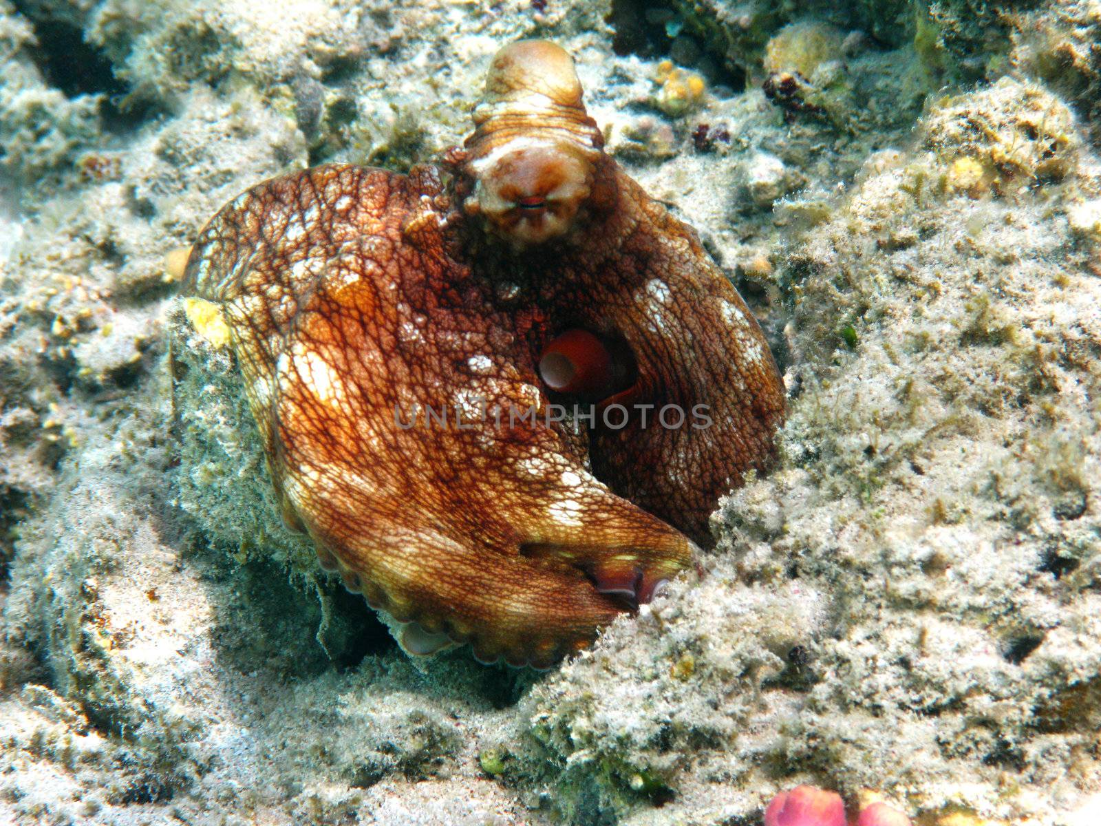 Octopus in Red sea, Marsa Alam, Egypt