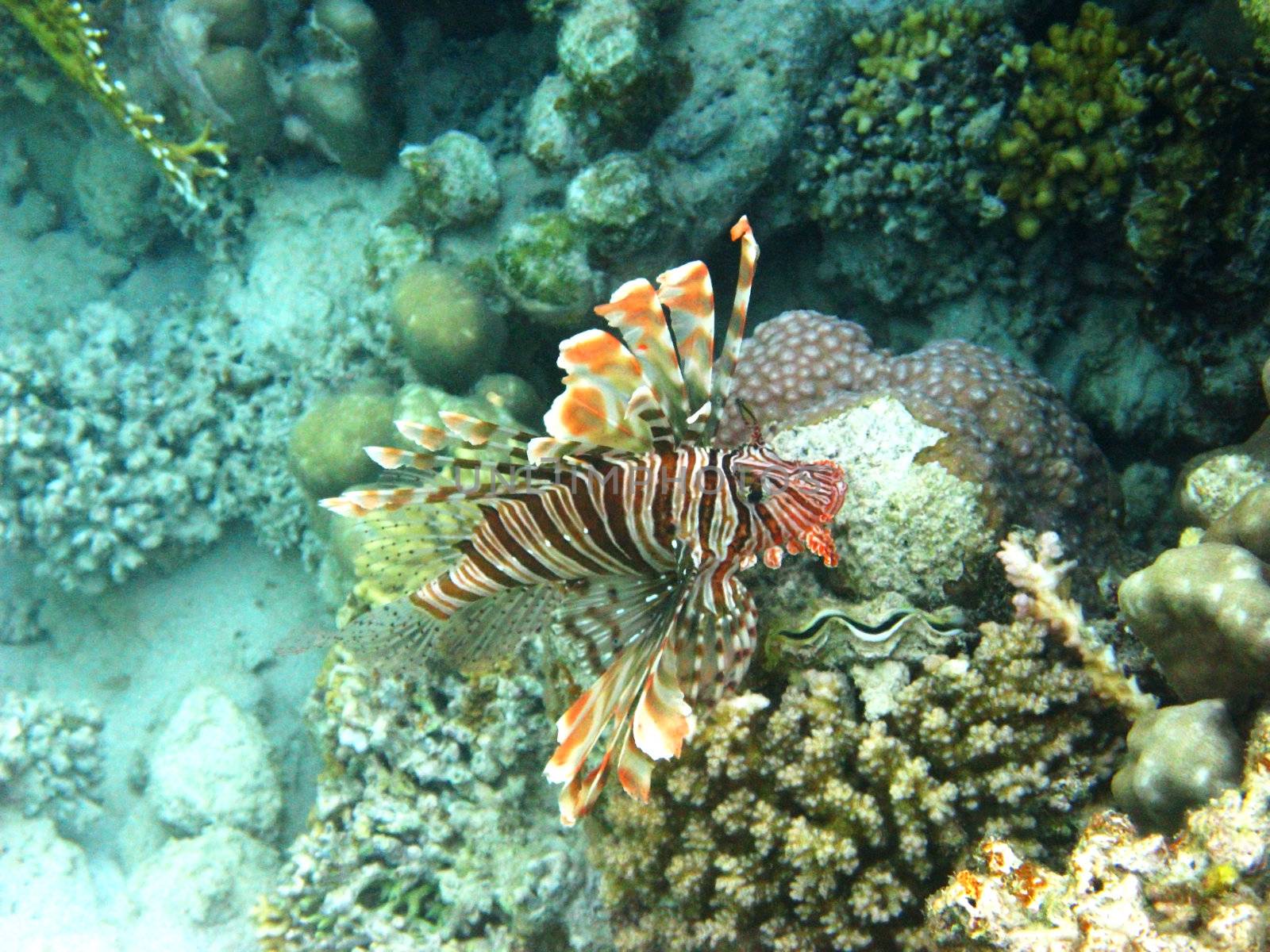 Red lionfish and coral reef in Red sea