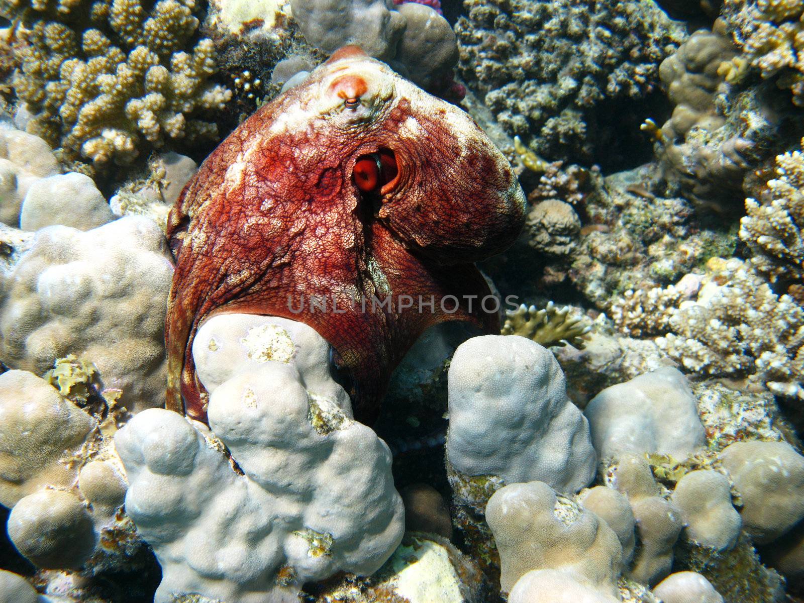 Reef and octopus by vintrom