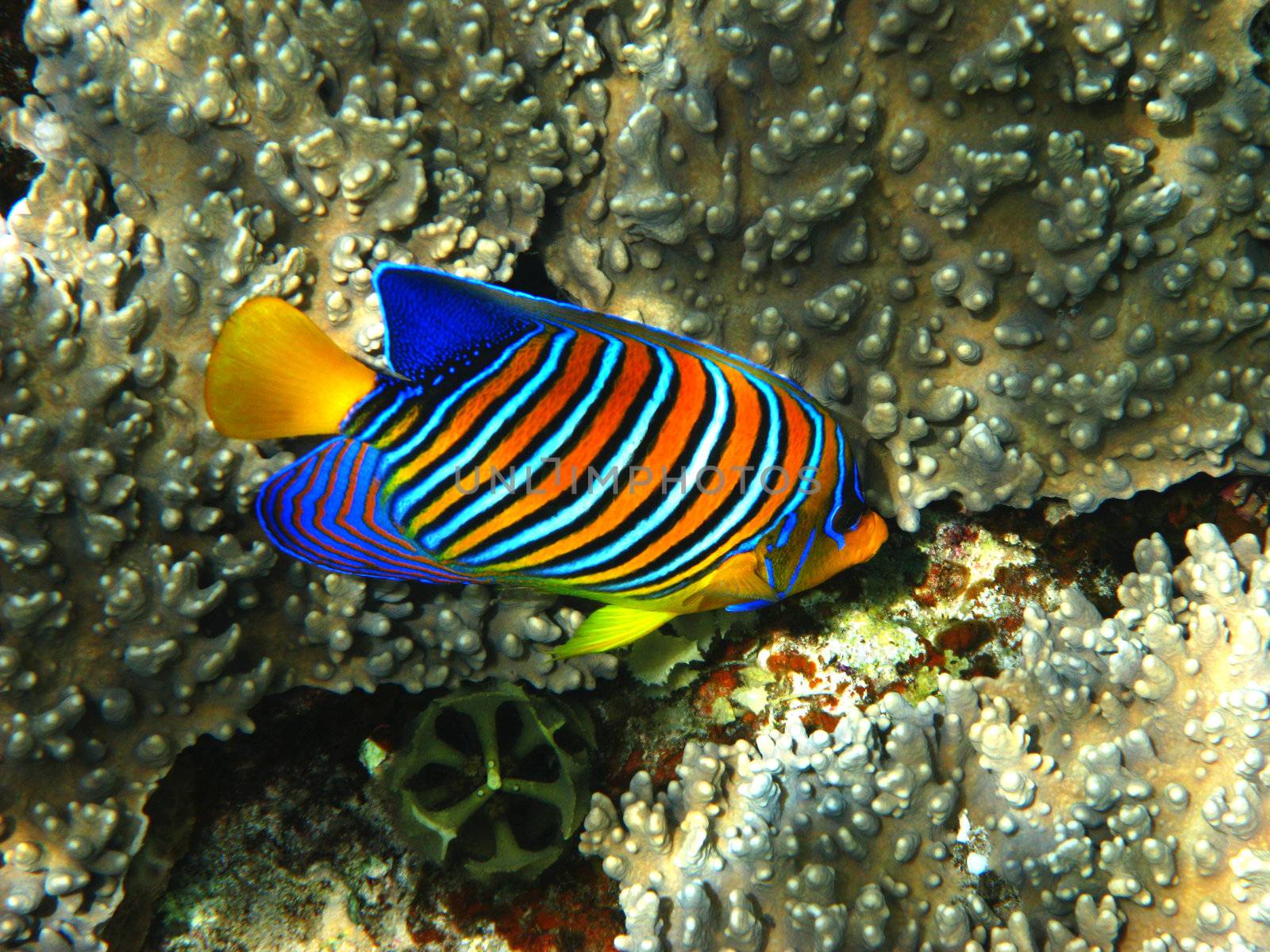 Royal angelfish and coral reef in Red sea