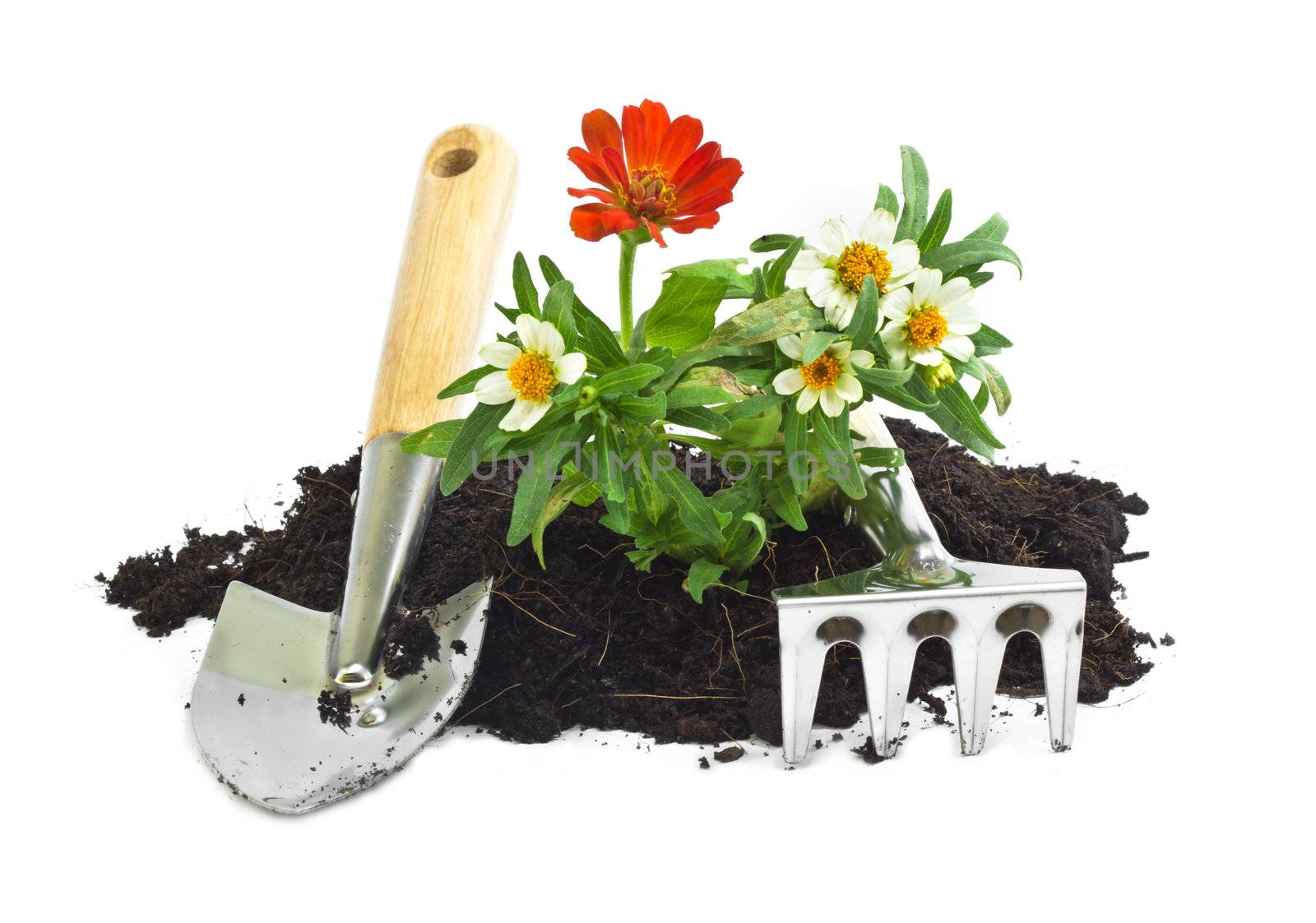 tools for home gardening on white background