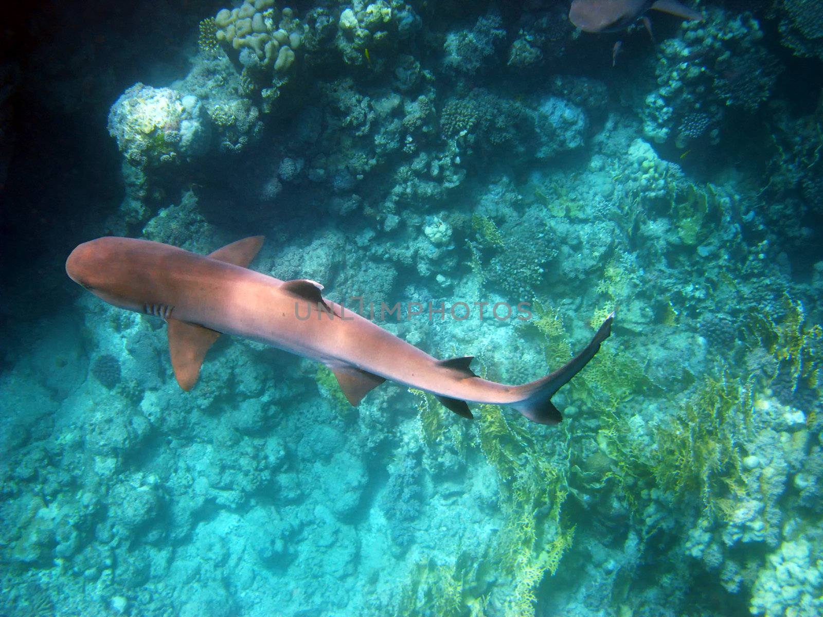 Whitetip reef shark and coral reef in Red sea