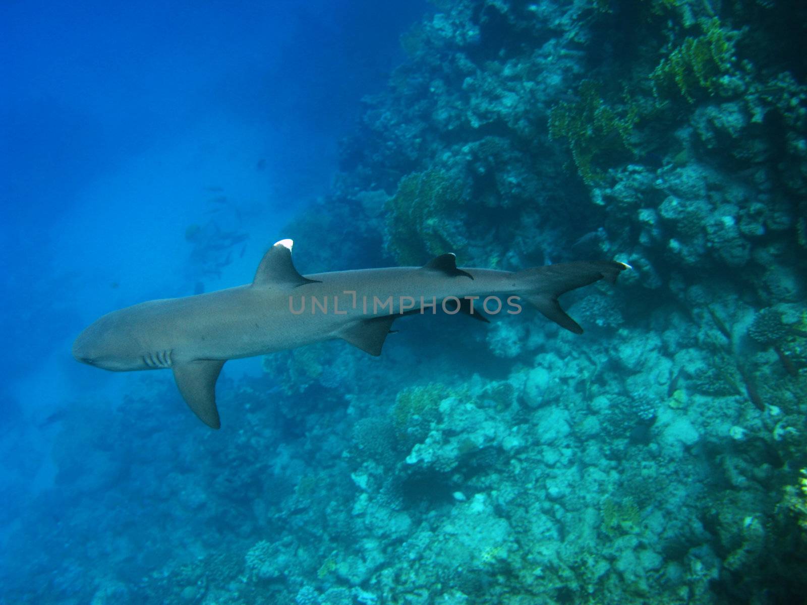 Whitetip reef shark, Marsa Alam by vintrom