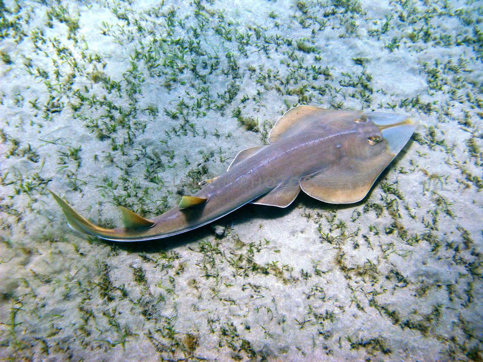 Beaked guitarfish (rhinobatos schlegeli) in Red sea