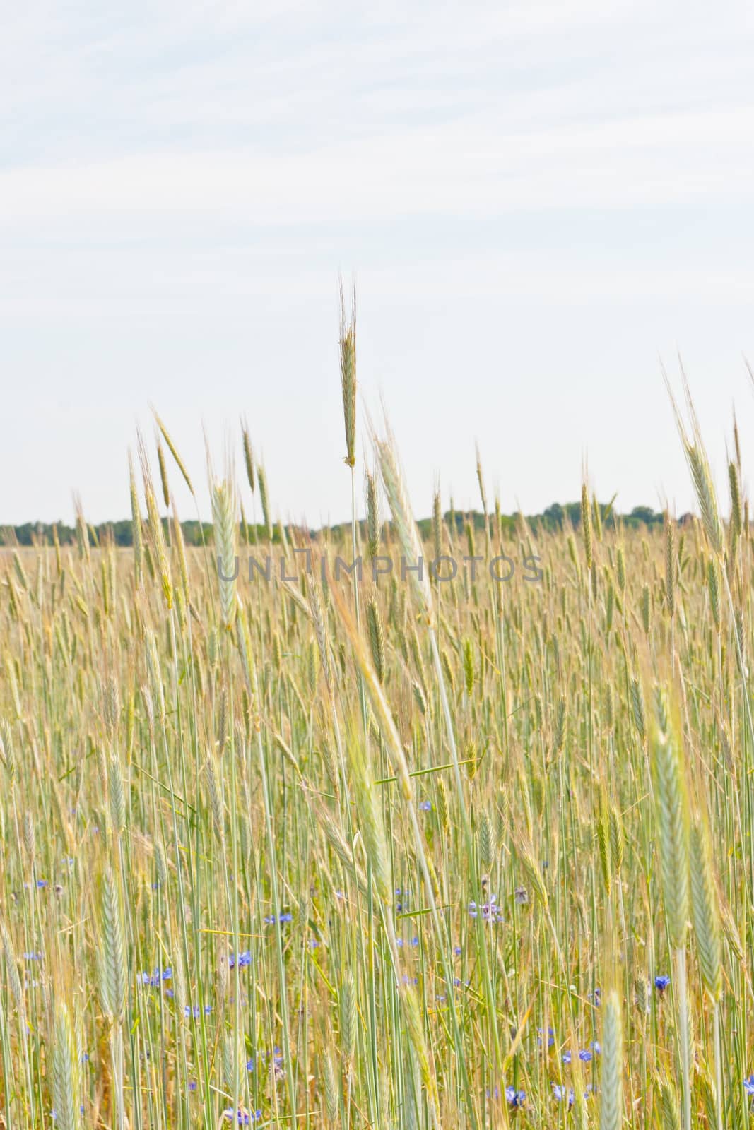 Rye (Secale cereale) is a grass grown extensively as a grain and as a forage crop. It is a member of the wheat tribe (Triticeae) and is closely related to barley and wheat.