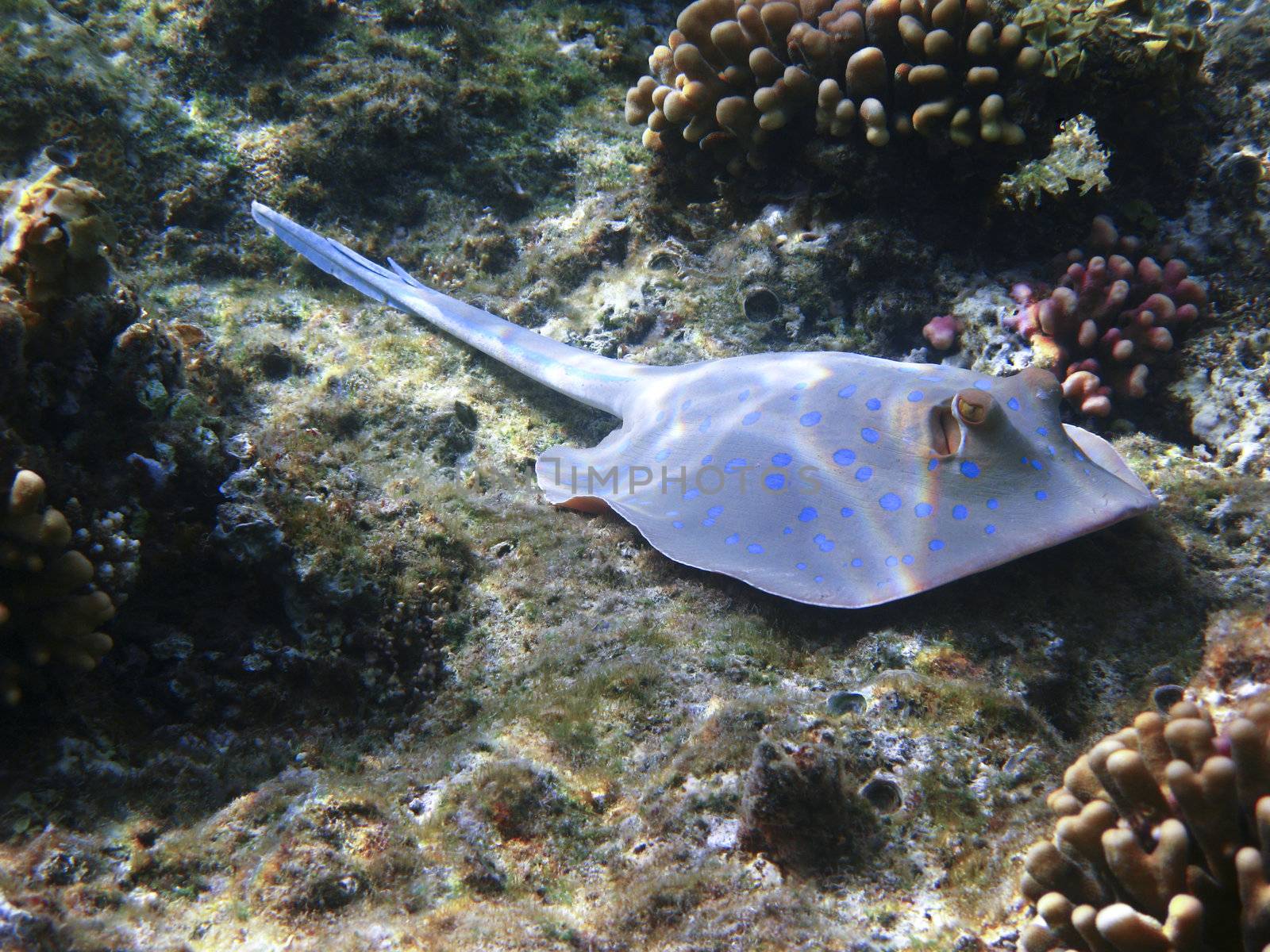 Blue-spotted stingray and reef by vintrom