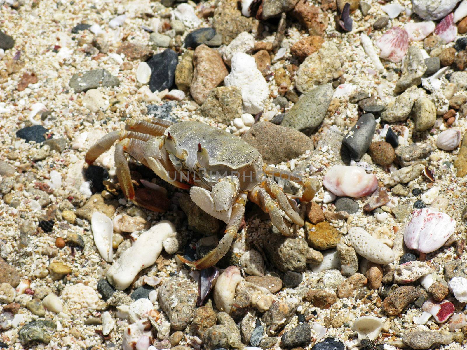 Crab, Abu Dabab by vintrom