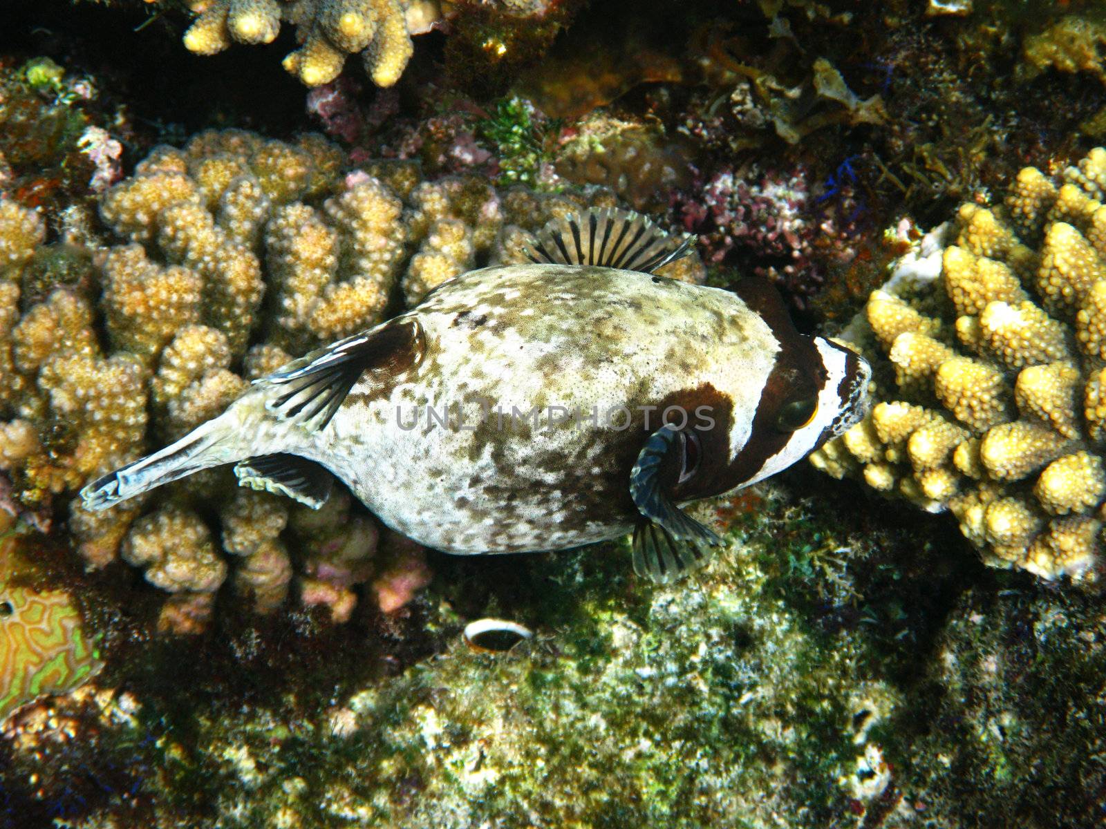 Masked puffer and coral by vintrom