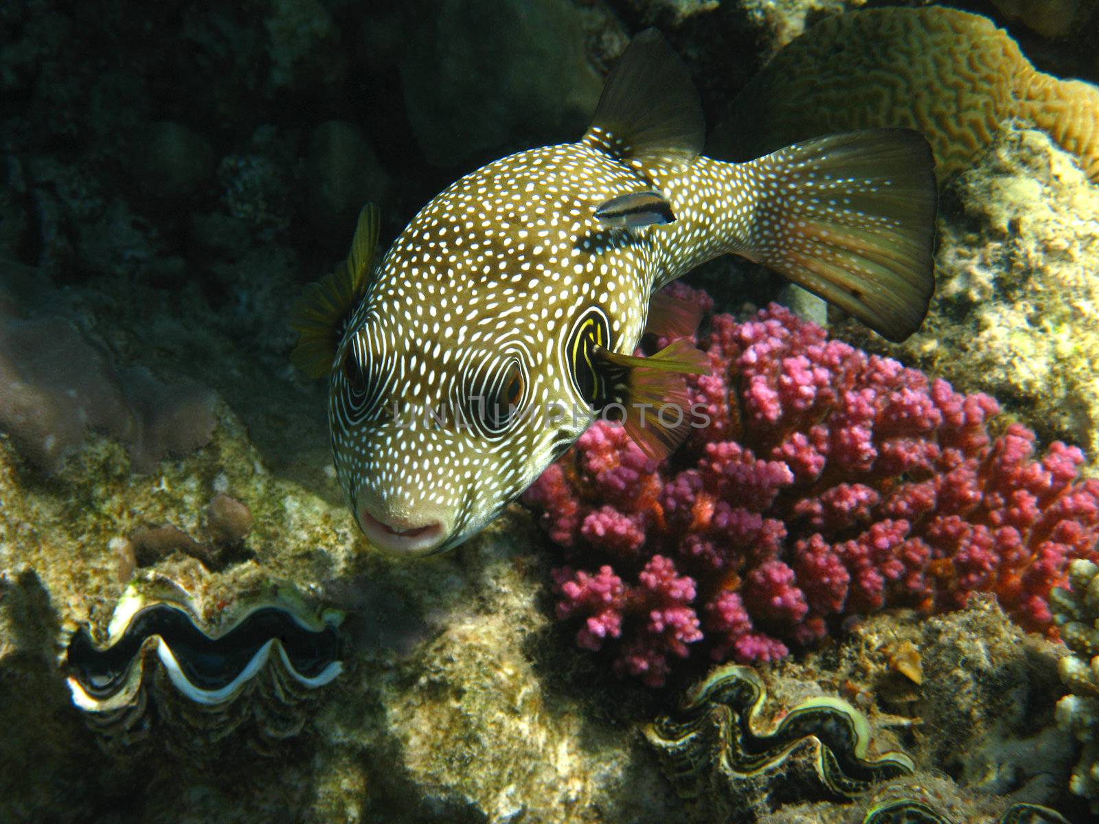 White-spotted puffer and coral reef in Red sea