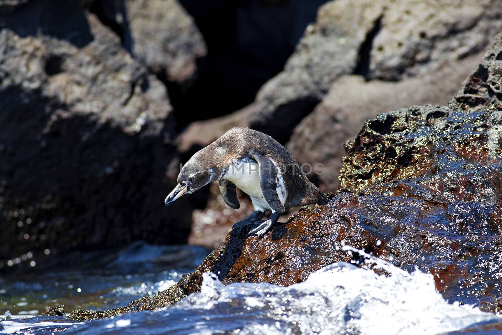 A Galapagos Penguin ready to jump into the water