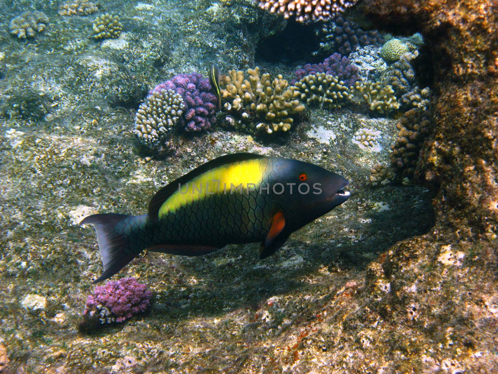 Parrot fish and coral reef in Red sea