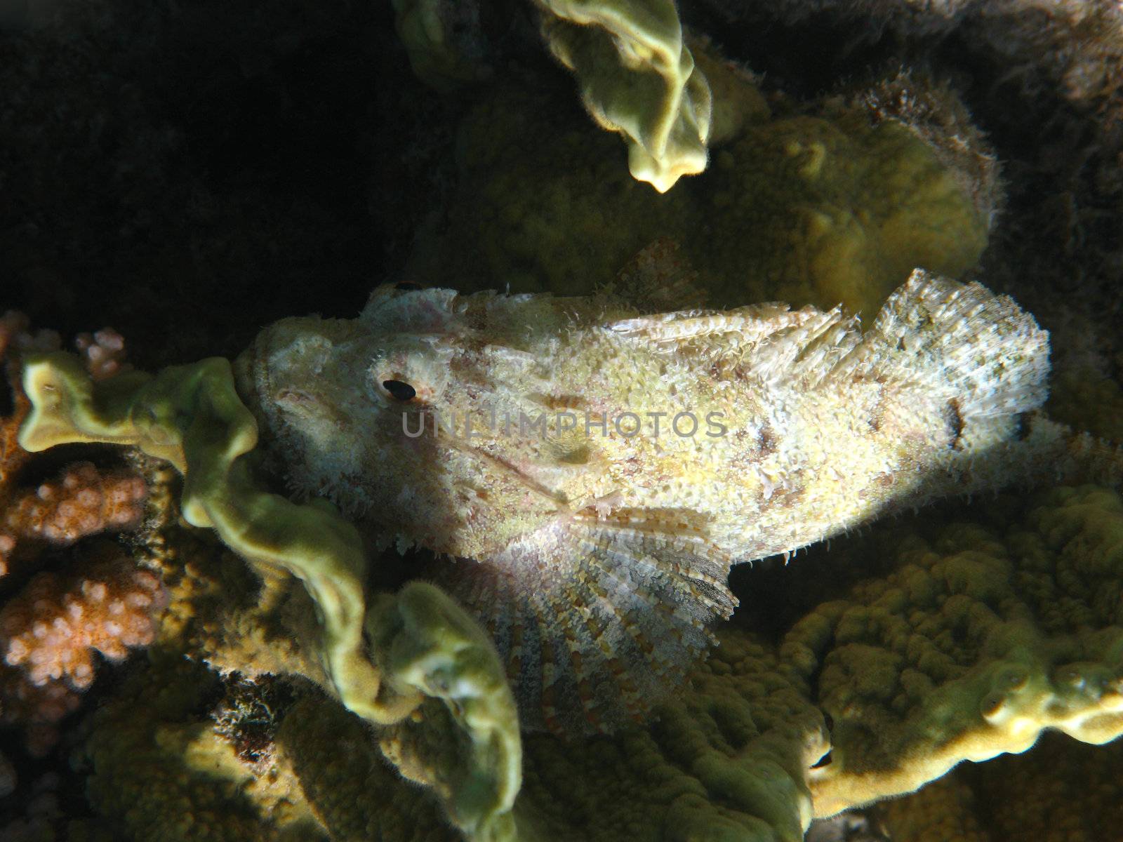 Tassled scorpionfish and coral reef in Red sea