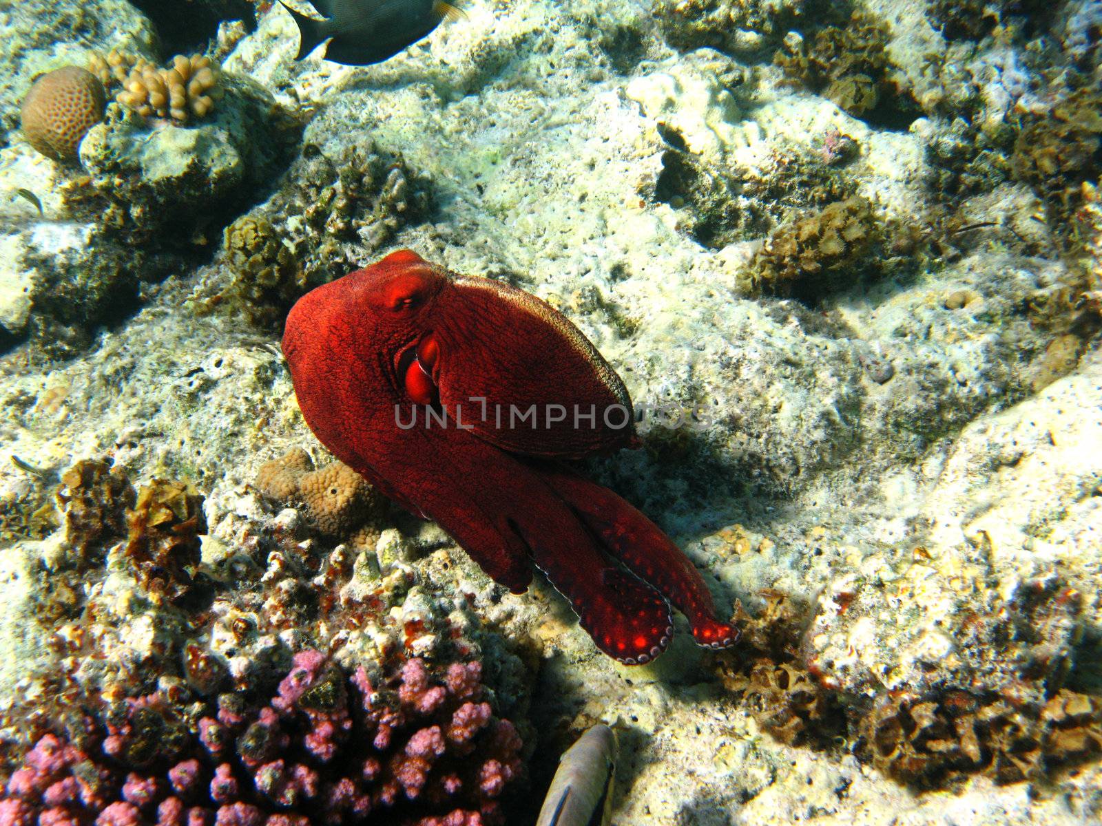 Coral reef and octopus in Red sea by vintrom
