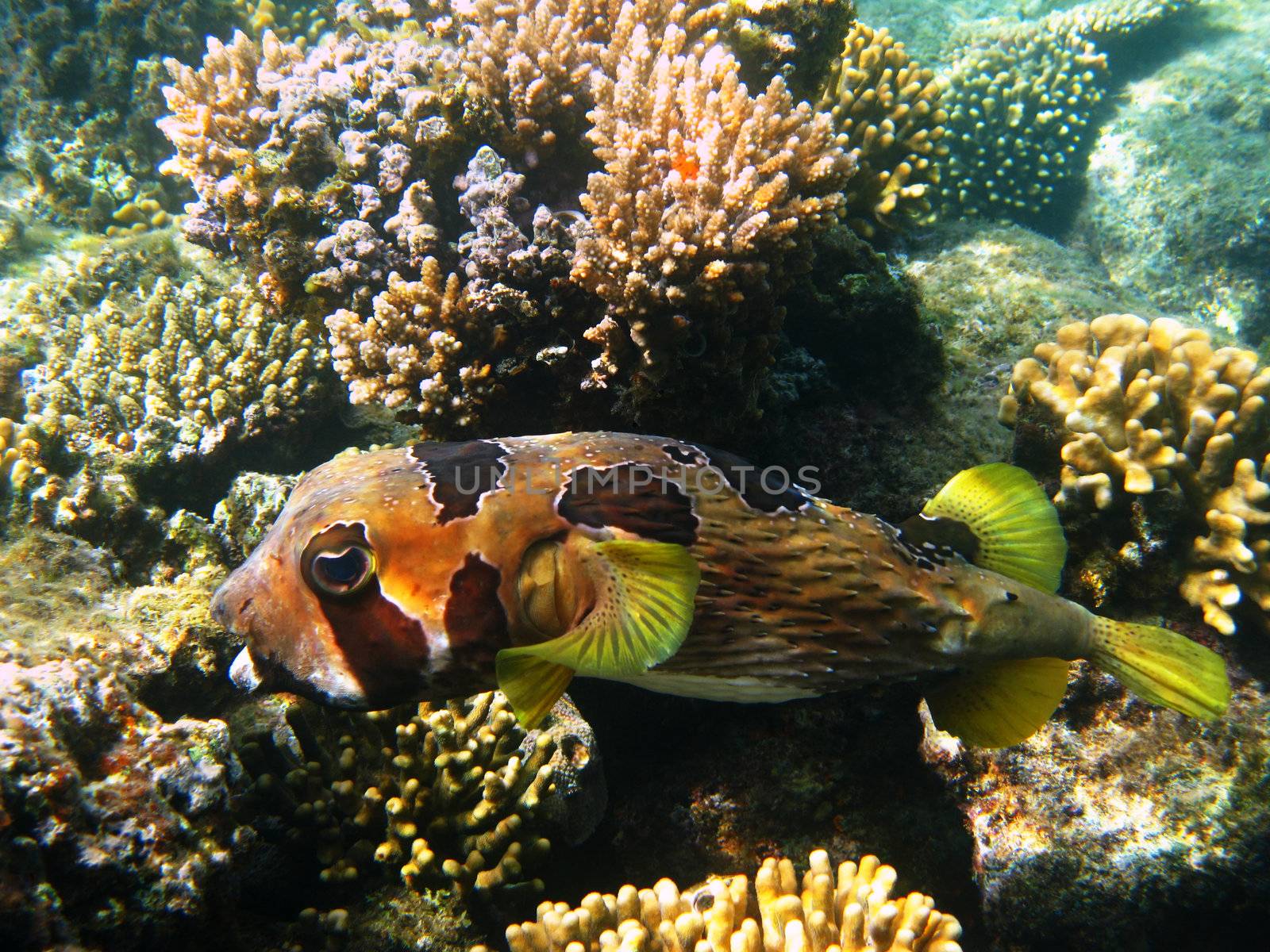 Black-blotched porcupinefish and coral reef in Red sea