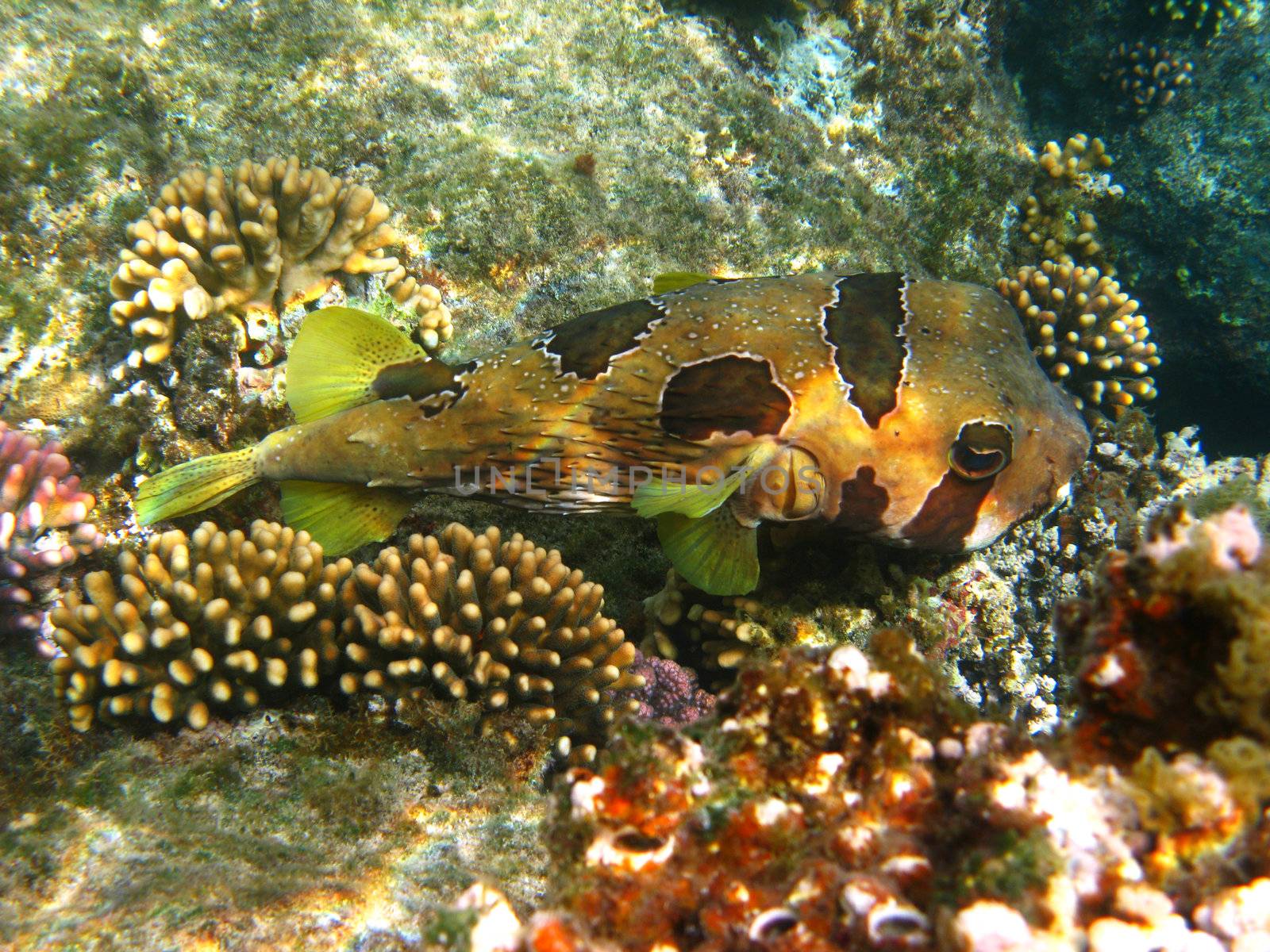 Black-blotched porcupinefish and coral by vintrom