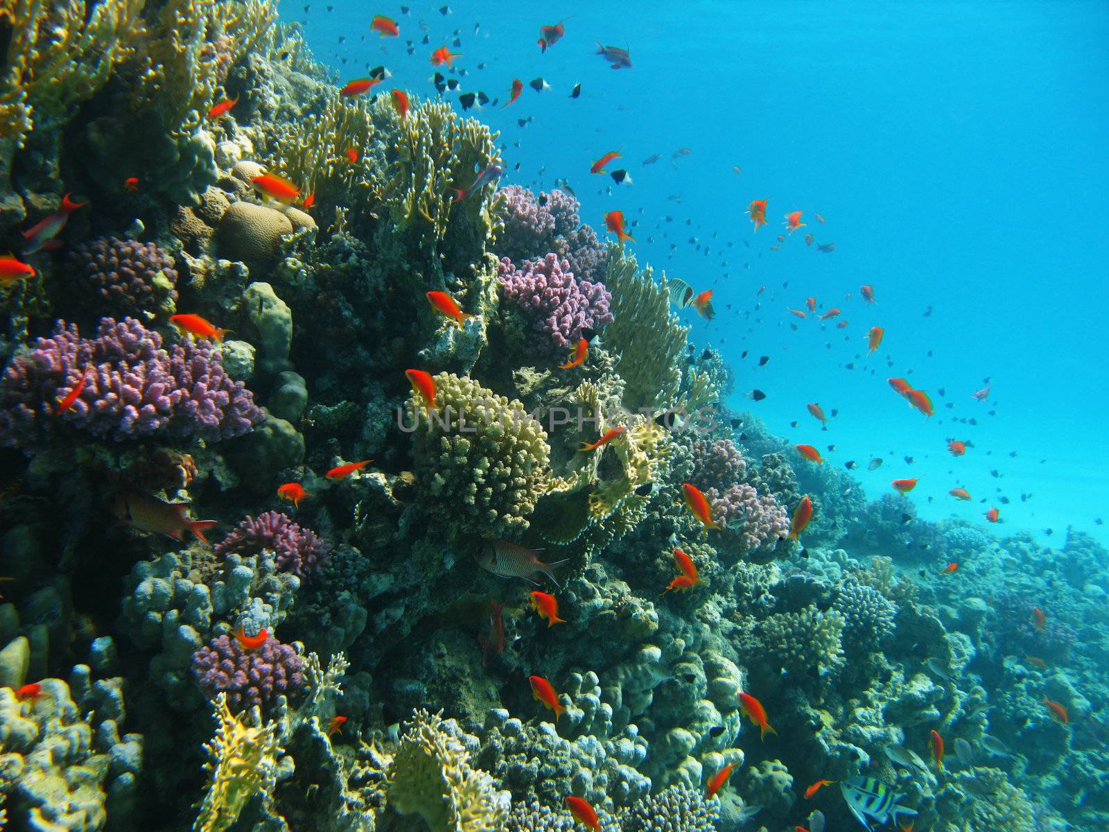 Coral reef and tropical fishes by vintrom