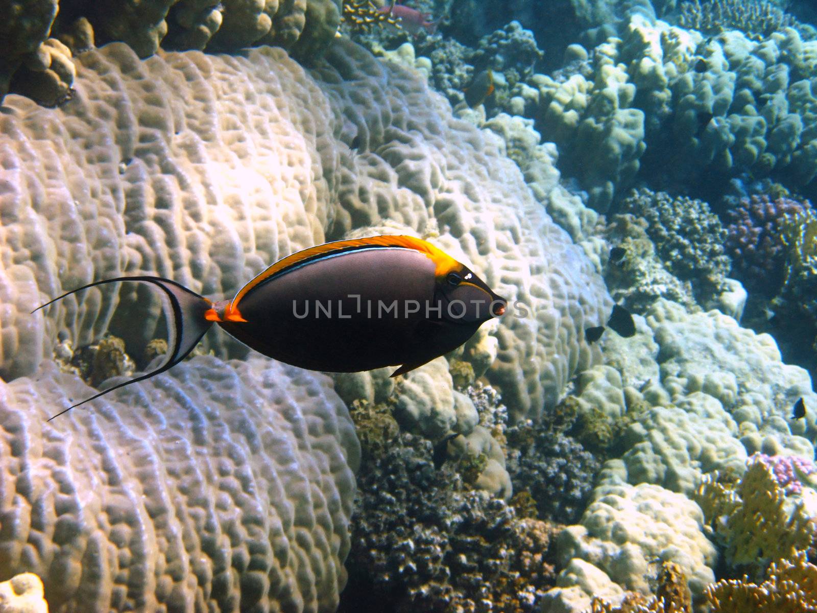 Orangespine unicornfish (naso lituratus) and coral reef in Red sea