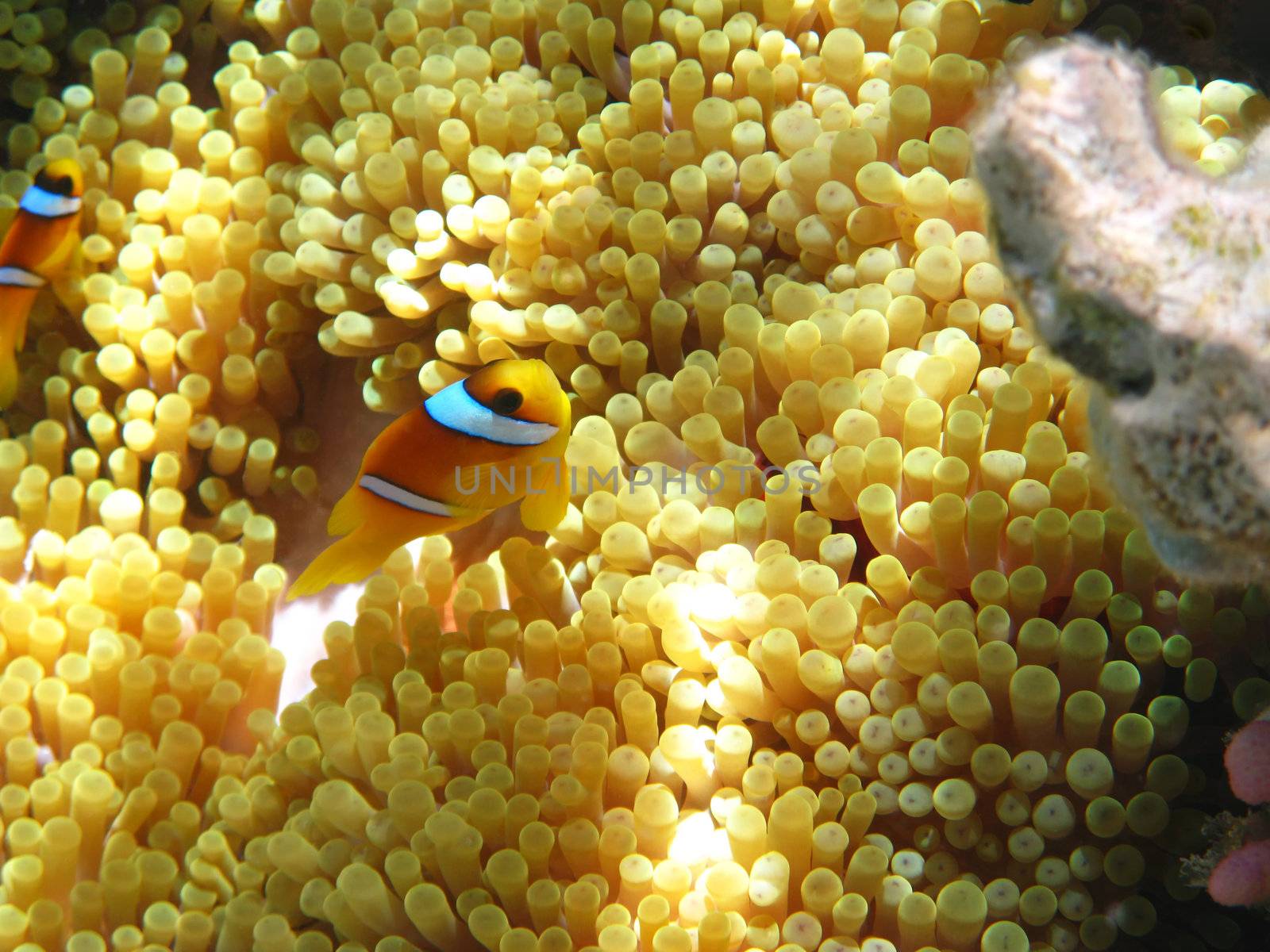 Sea anemones and two-banded clownfish by vintrom