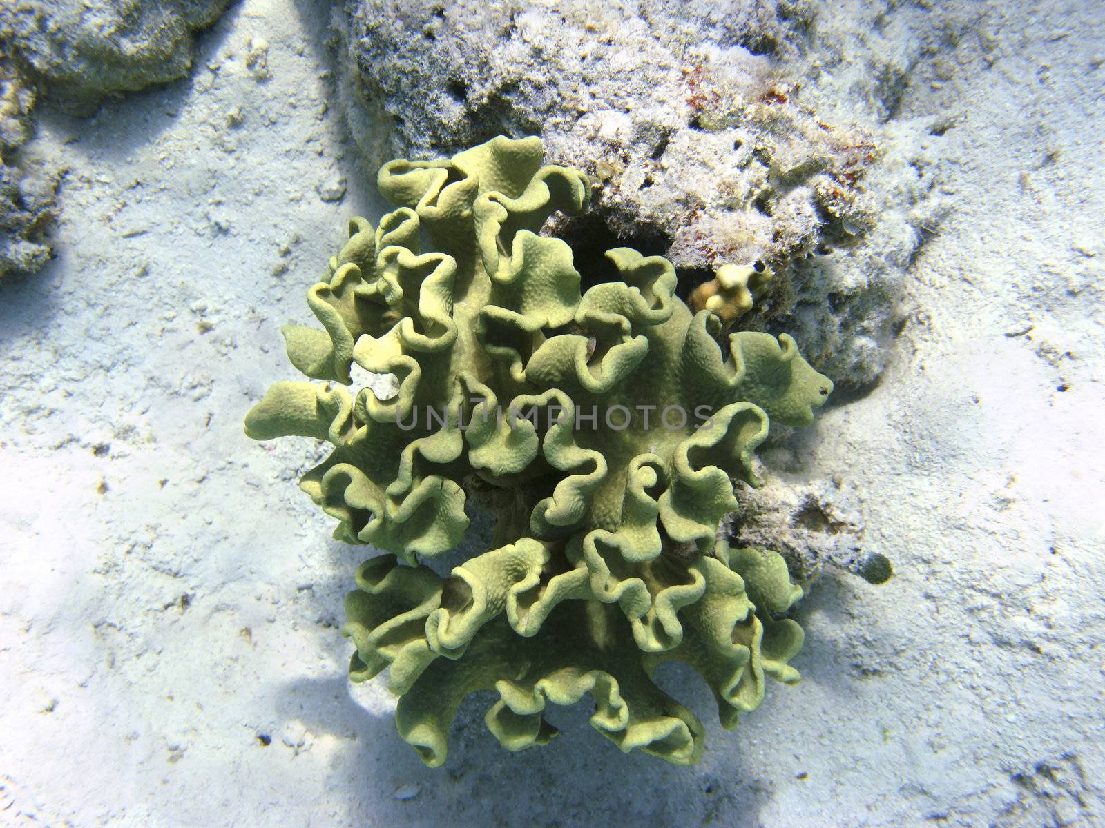 Toadstool mushroom leather coral in Red sea