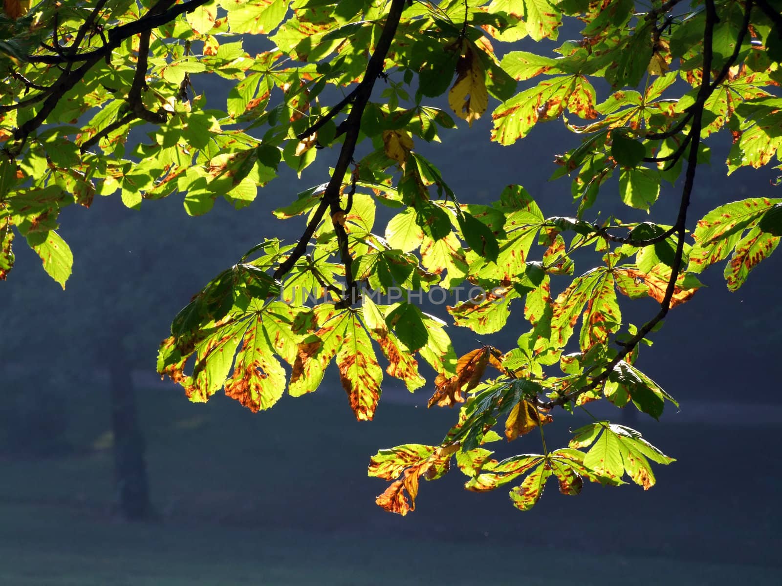 Branch of tree