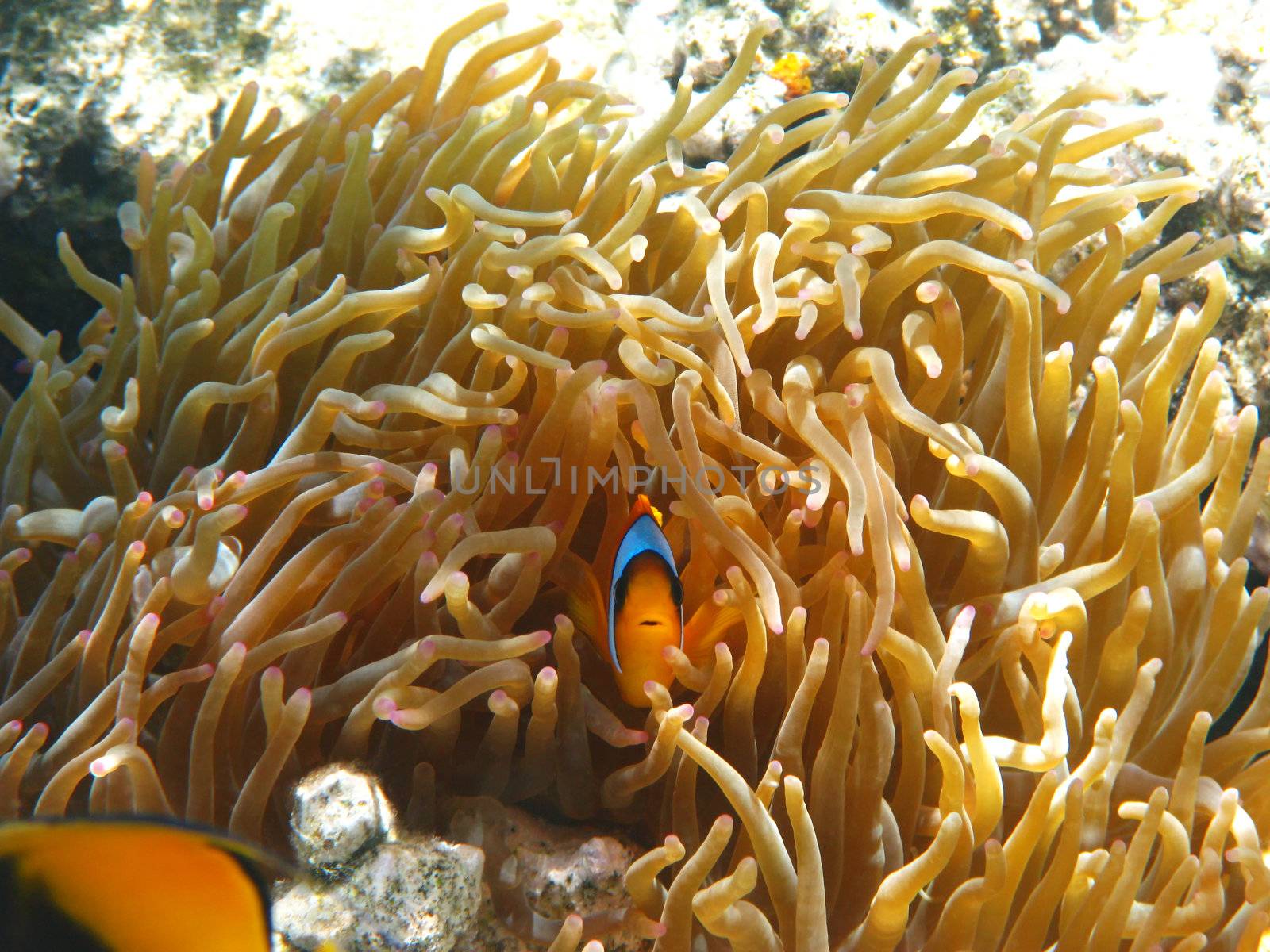 Two-banded clownfish and sea anemones in Red sea