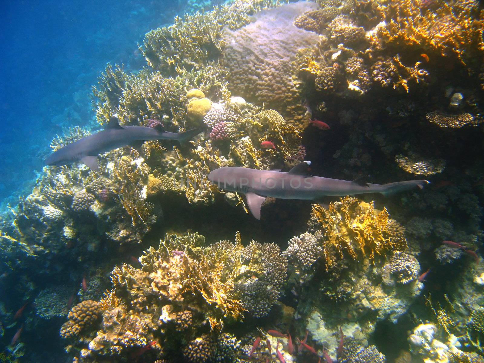 Whitetip reef sharks and coral reef by vintrom