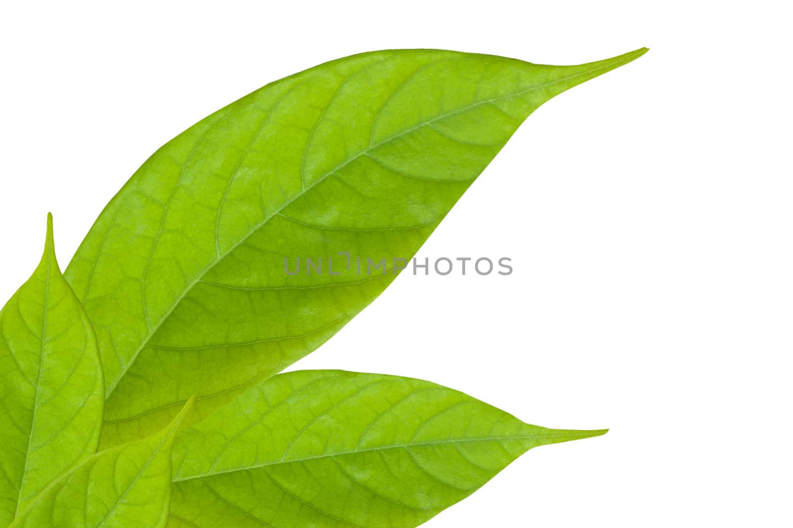 Close-up of green leaf isolated on white background by Suriyaphoto