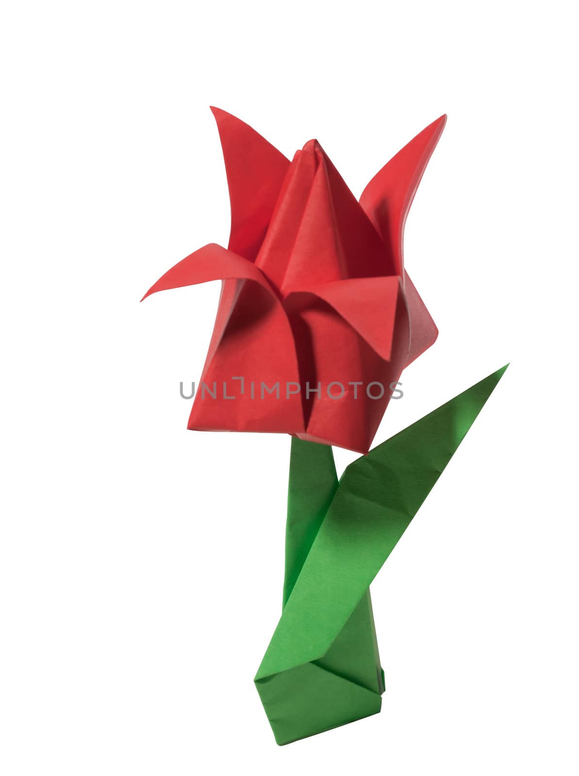 Origami red tulip isolated on white by Suriyaphoto