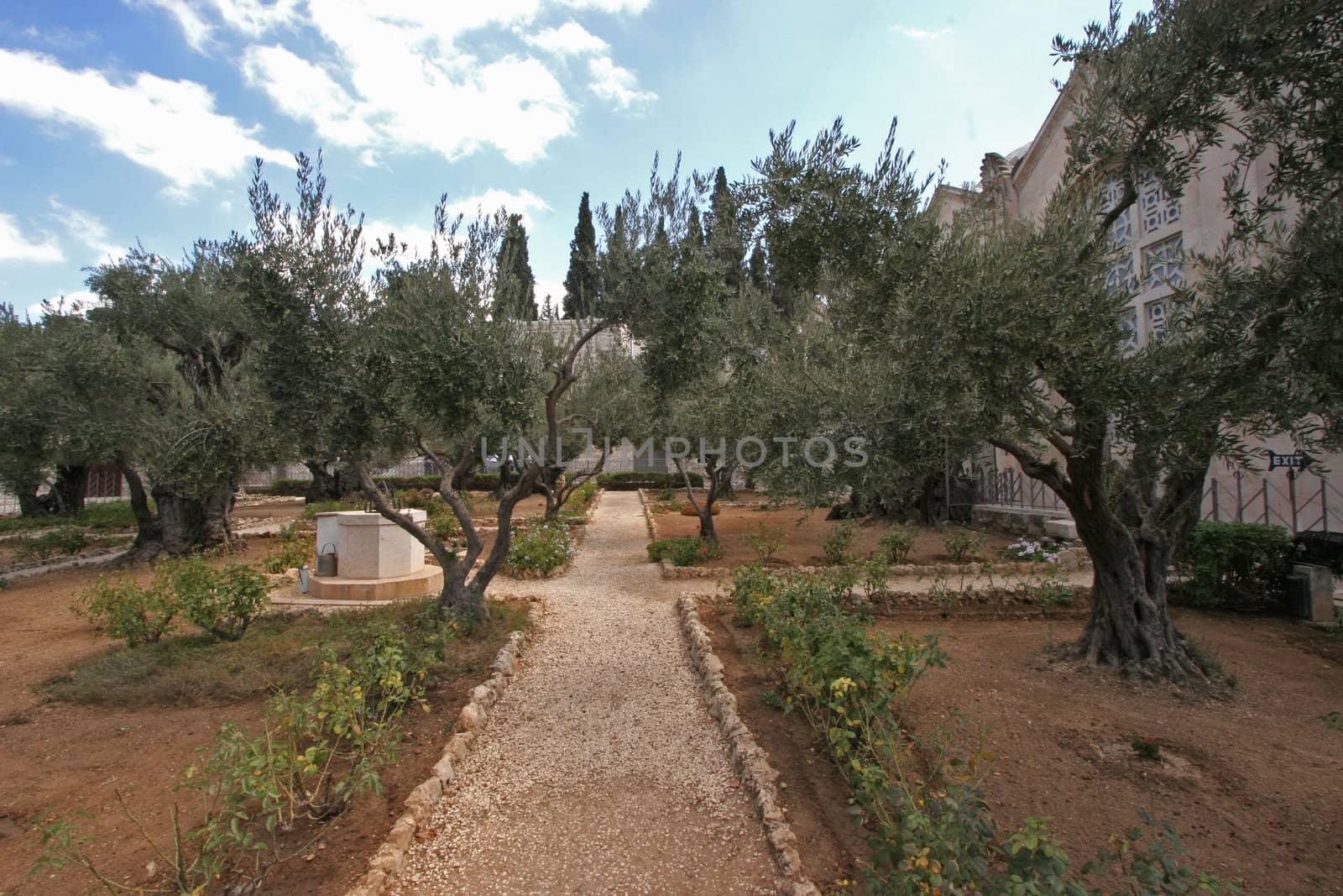 Jerusalem-Garden of Gethsemane
