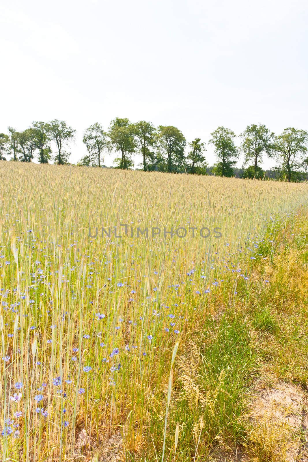 Rye (Secale cereale) is a grass grown extensively as a grain and as a forage crop. It is a member of the wheat tribe (Triticeae) and is closely related to barley and wheat.