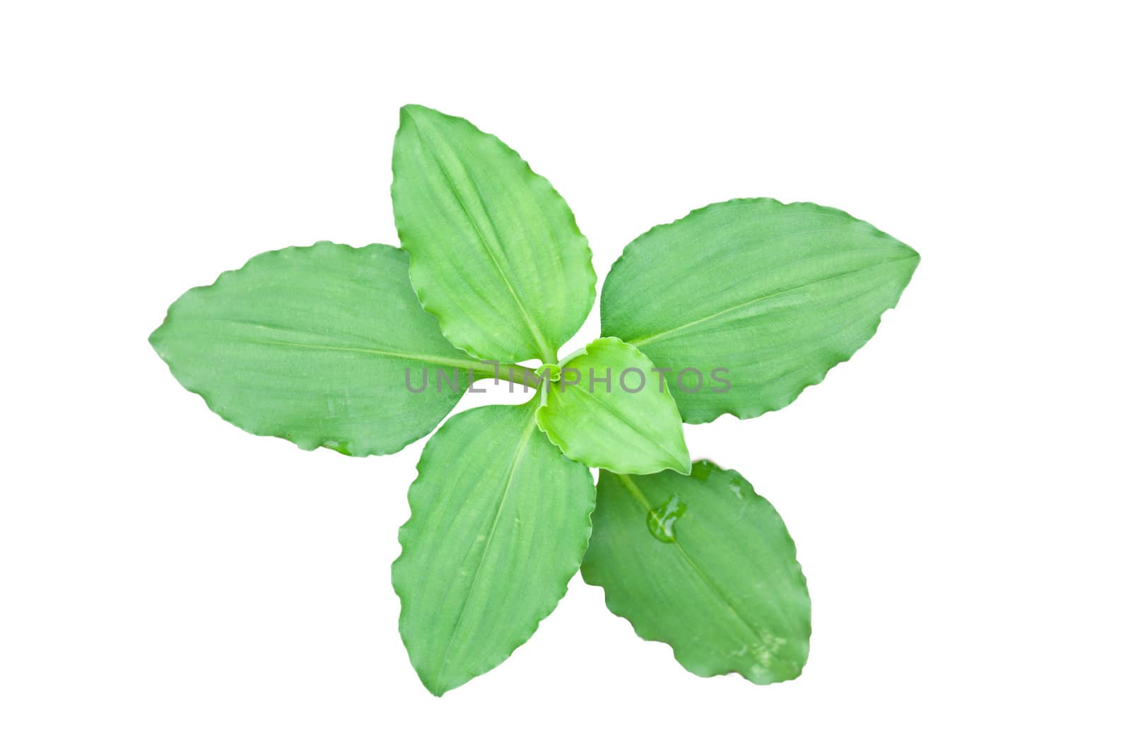 Close-up of green leaf isolated on white background by Suriyaphoto