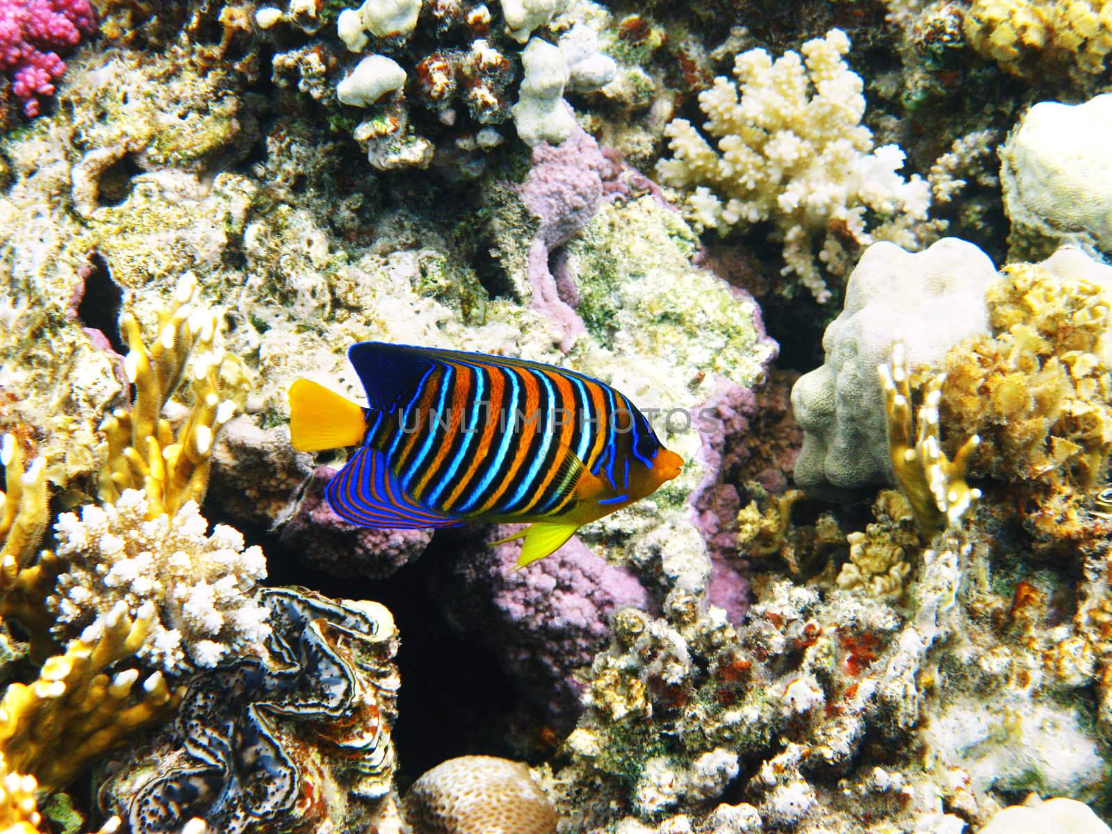 Royal angelfish and coral reef in Red sea