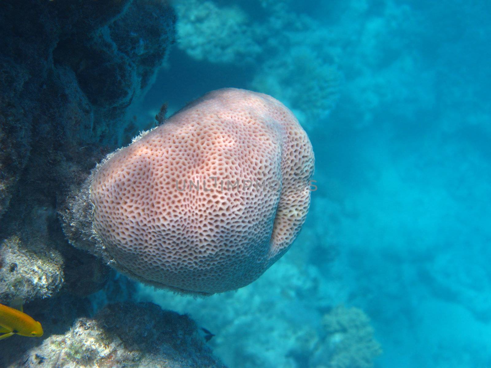 Solid pore coral in Red sea Egypt