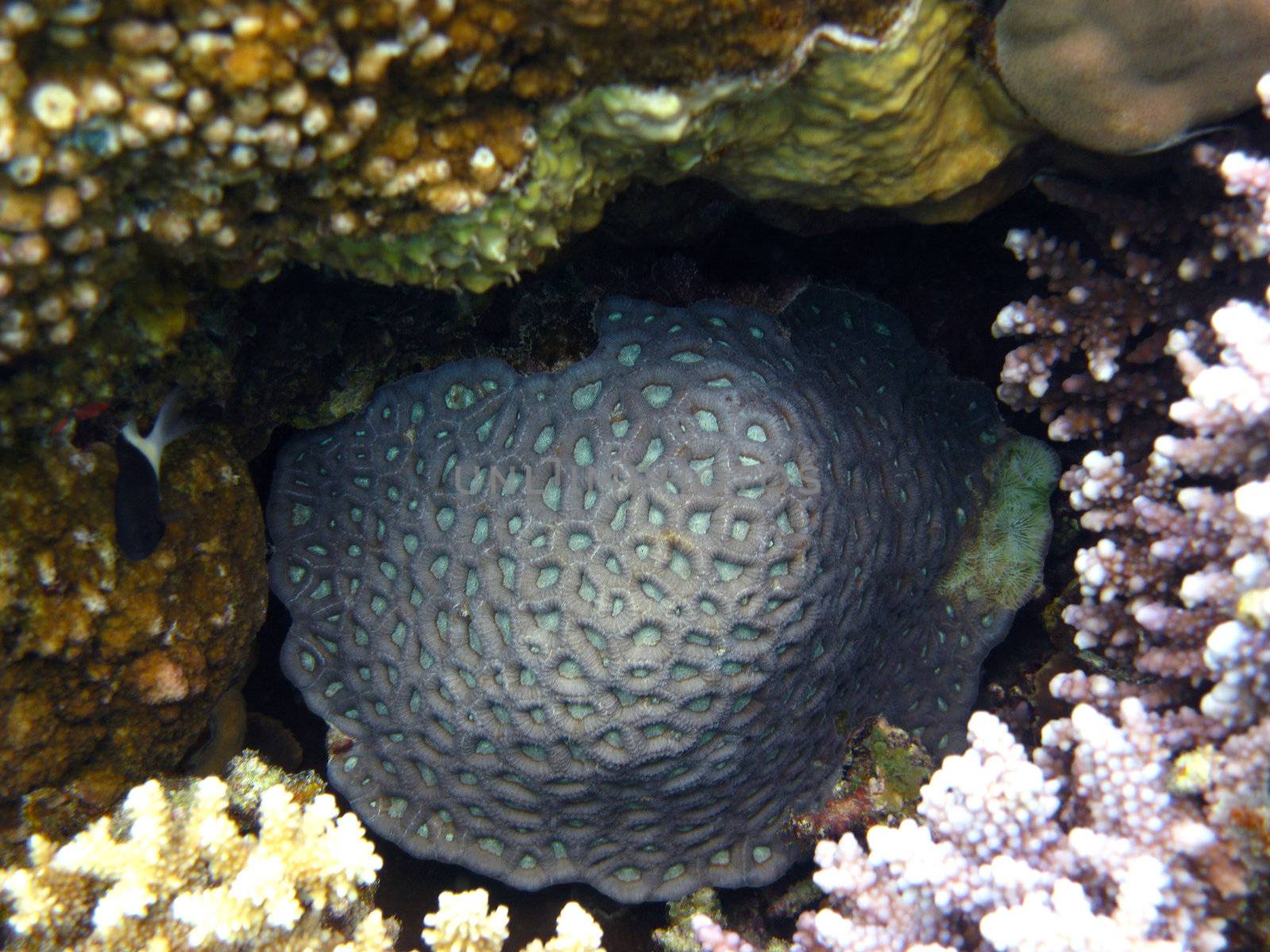 Stony corals in Red sea, Marsa Alam, Egypt