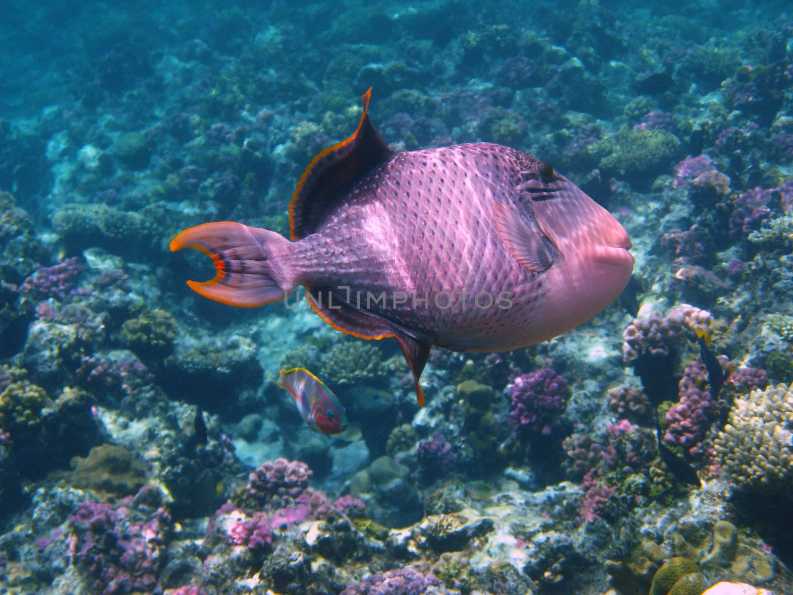 Yellowmargin triggerfish and coral reef in Red sea