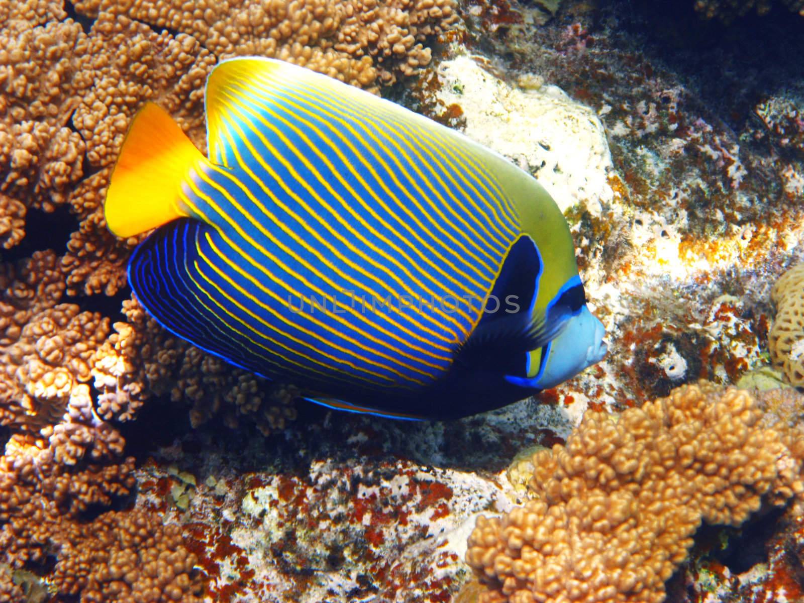 Emperor angelfish and coral by vintrom