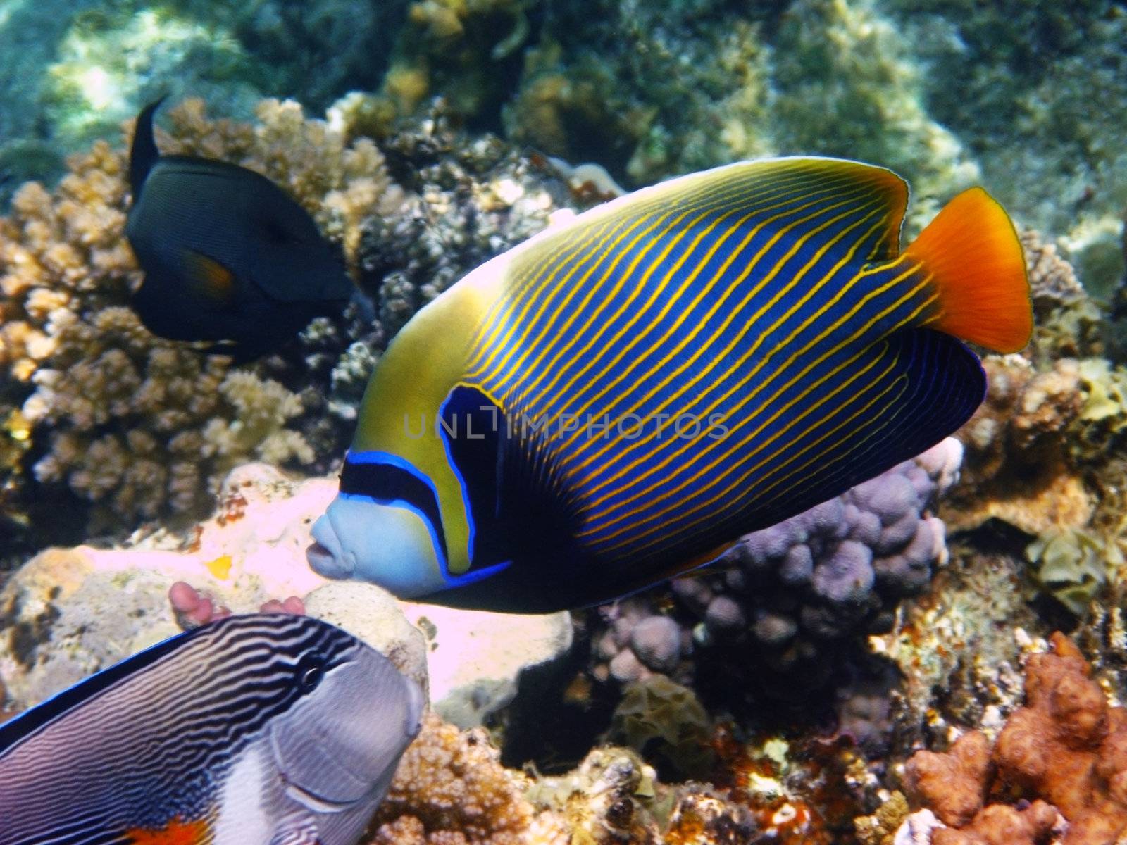 Emperor angelfish and reef by vintrom