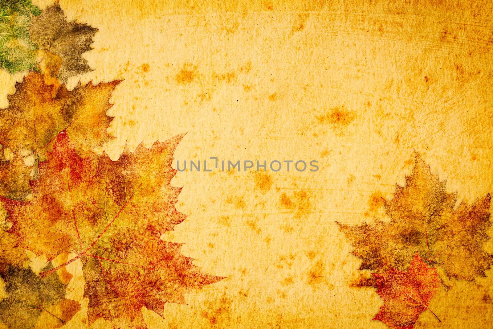 maple leaves grunge paper  for background