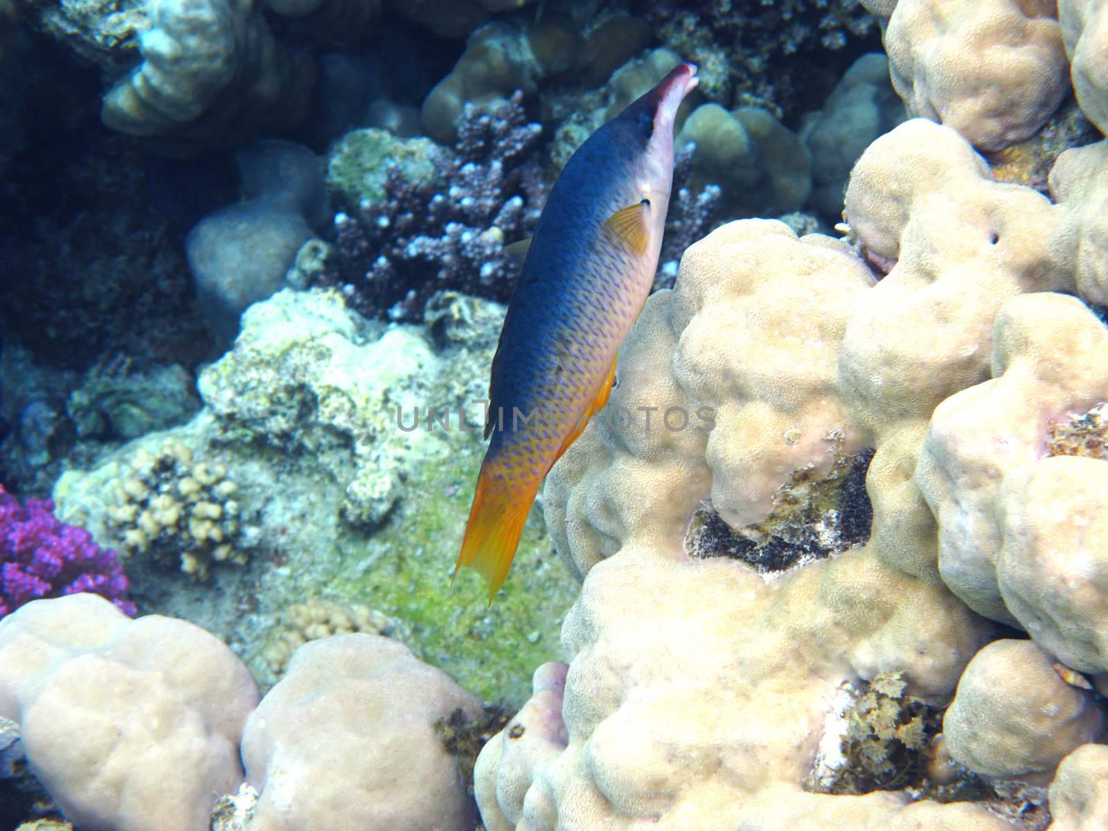 Green birdmouth wrasse and coral reef in Red sea