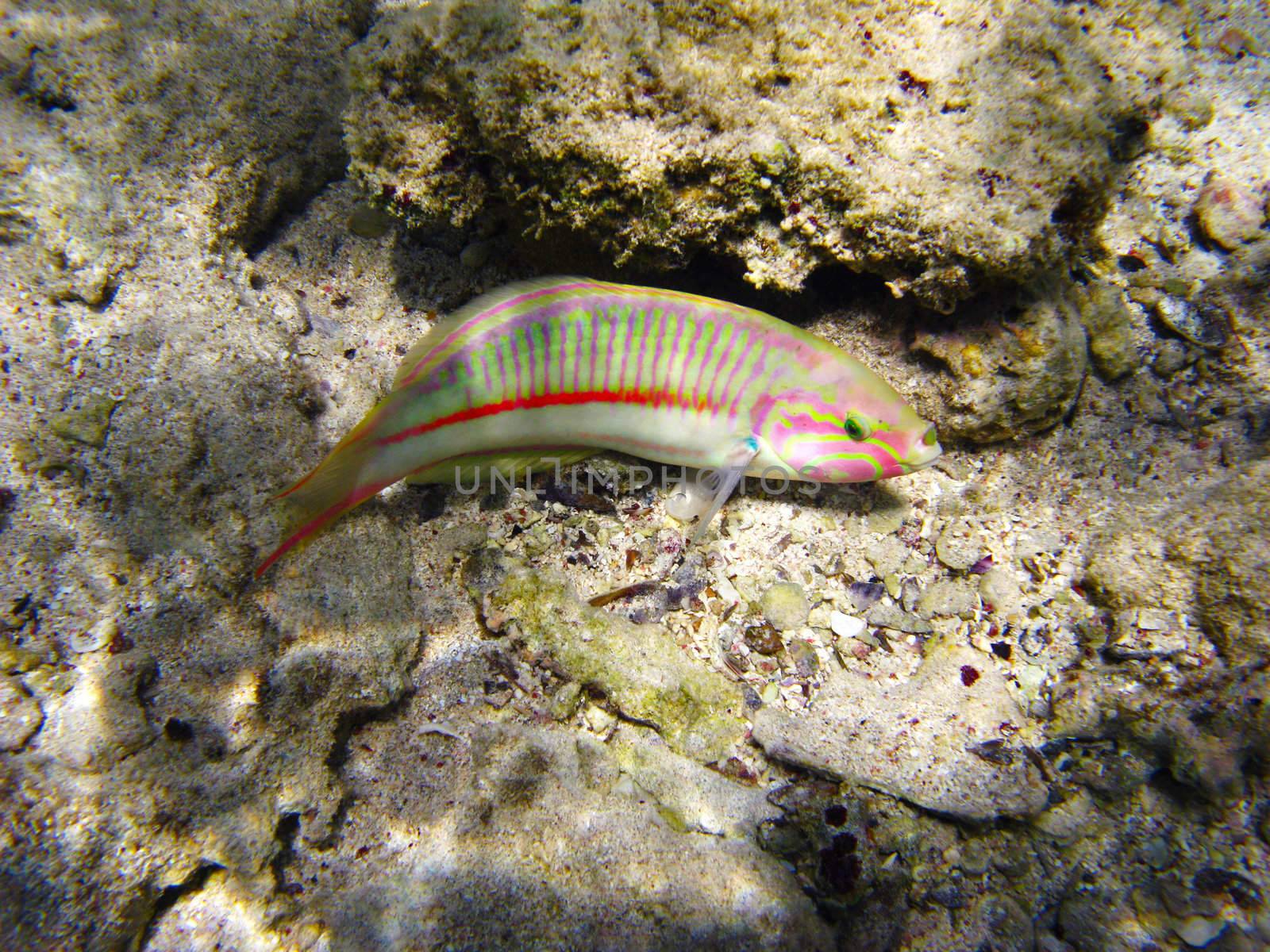 Klunzinger's wrasse and coral reef in Red sea