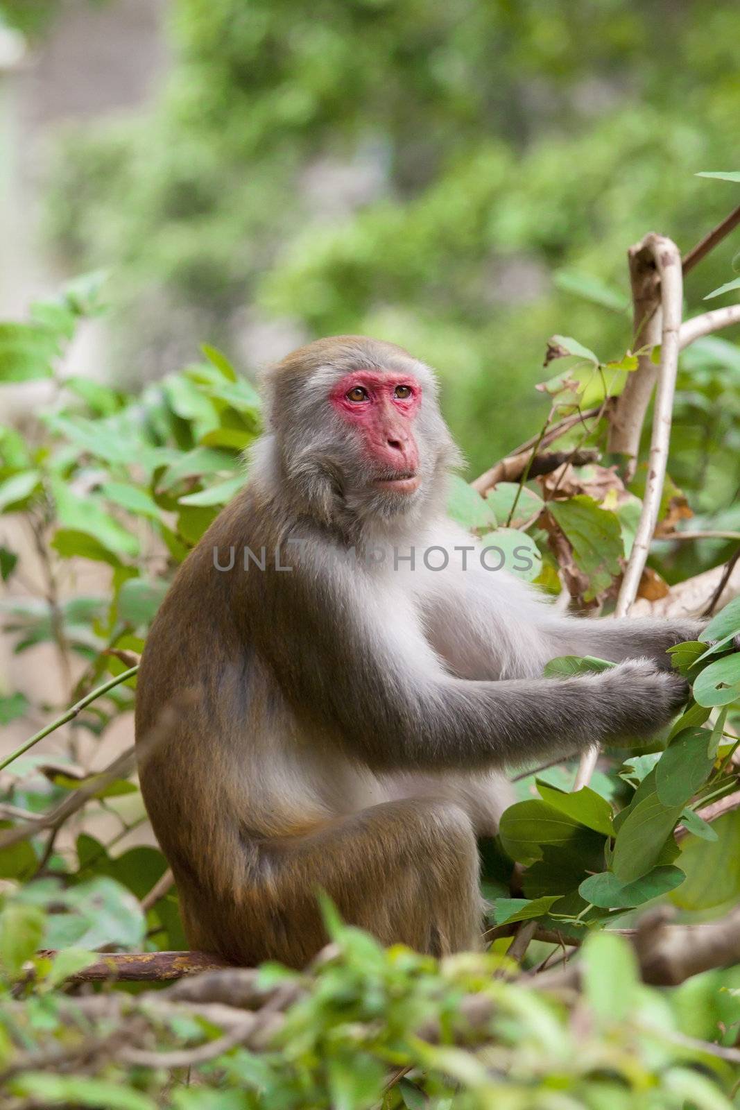 Monkey ape eating the seeds by kawing921