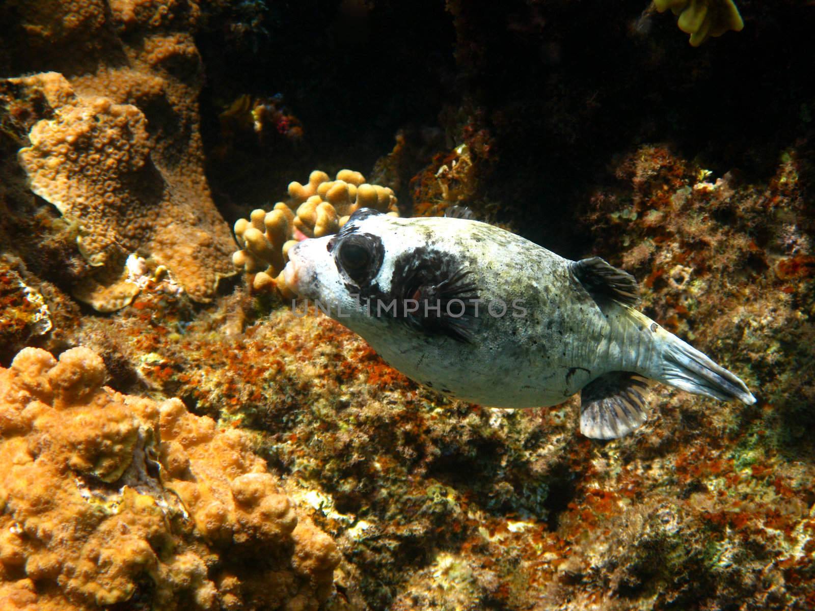 Masked puffer and coral reef in Red sea