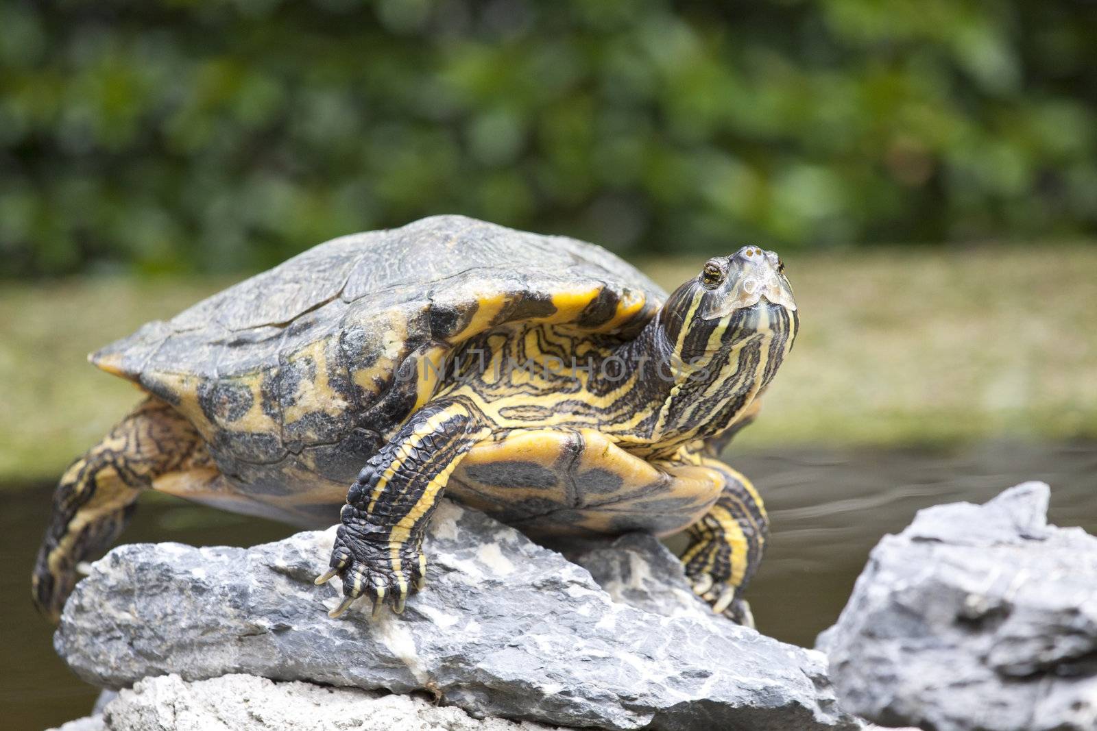 Tortoise on stones