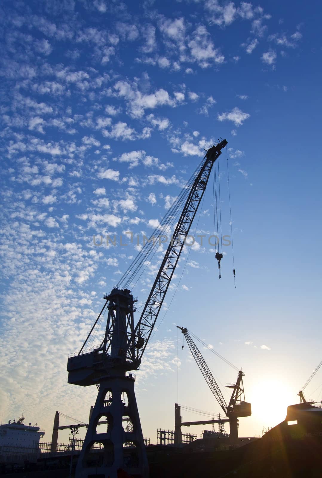 Cranes at sunset