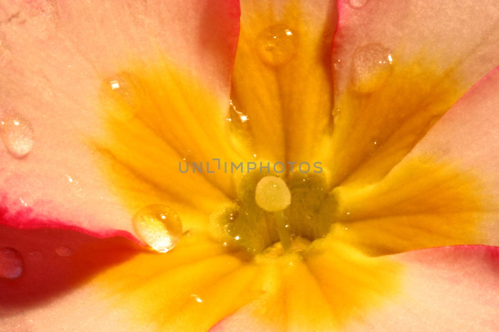 Primrose (Primula) macro