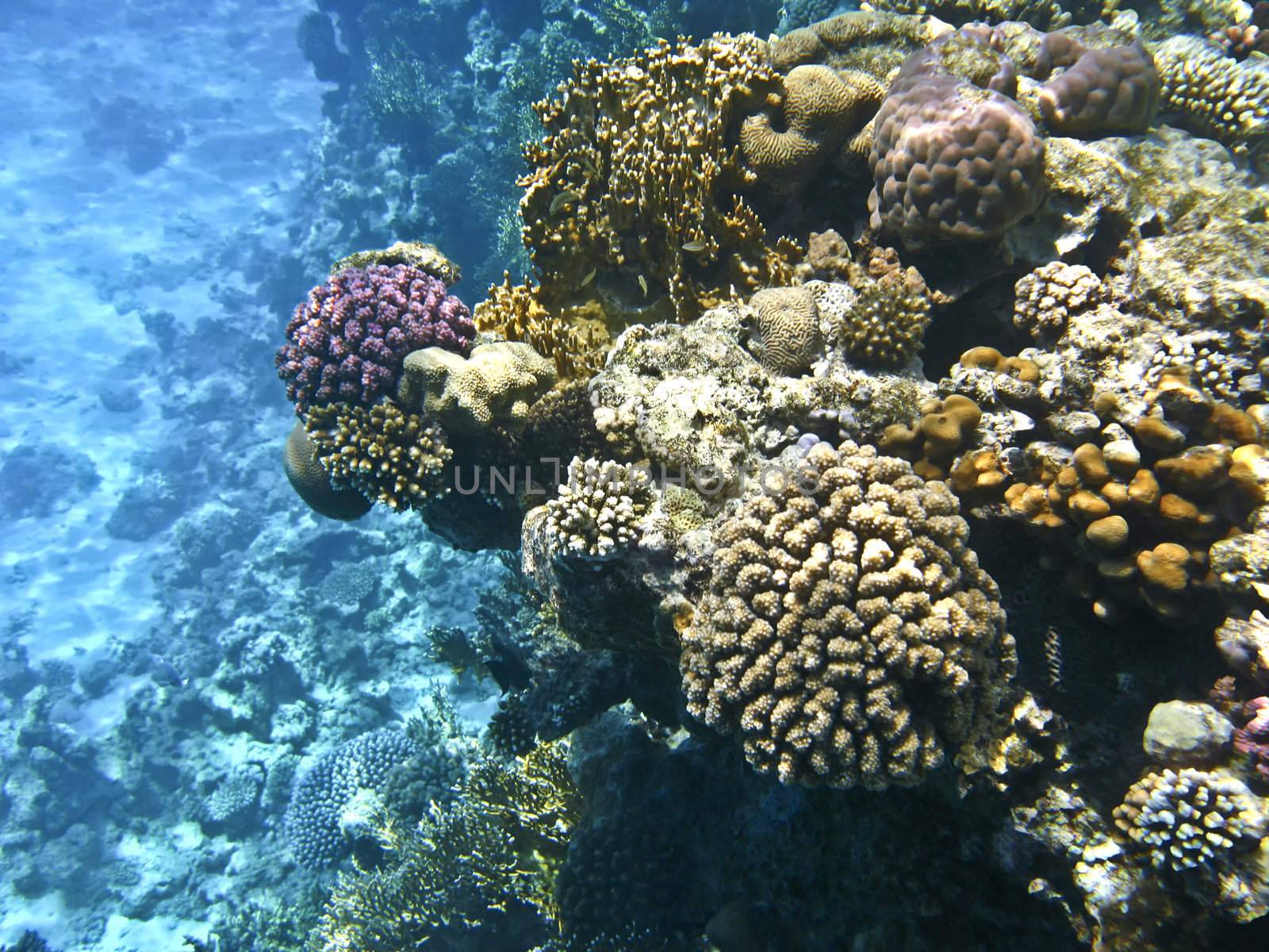 Coral reef in Red sea, Sharm el-Sheikh by vintrom